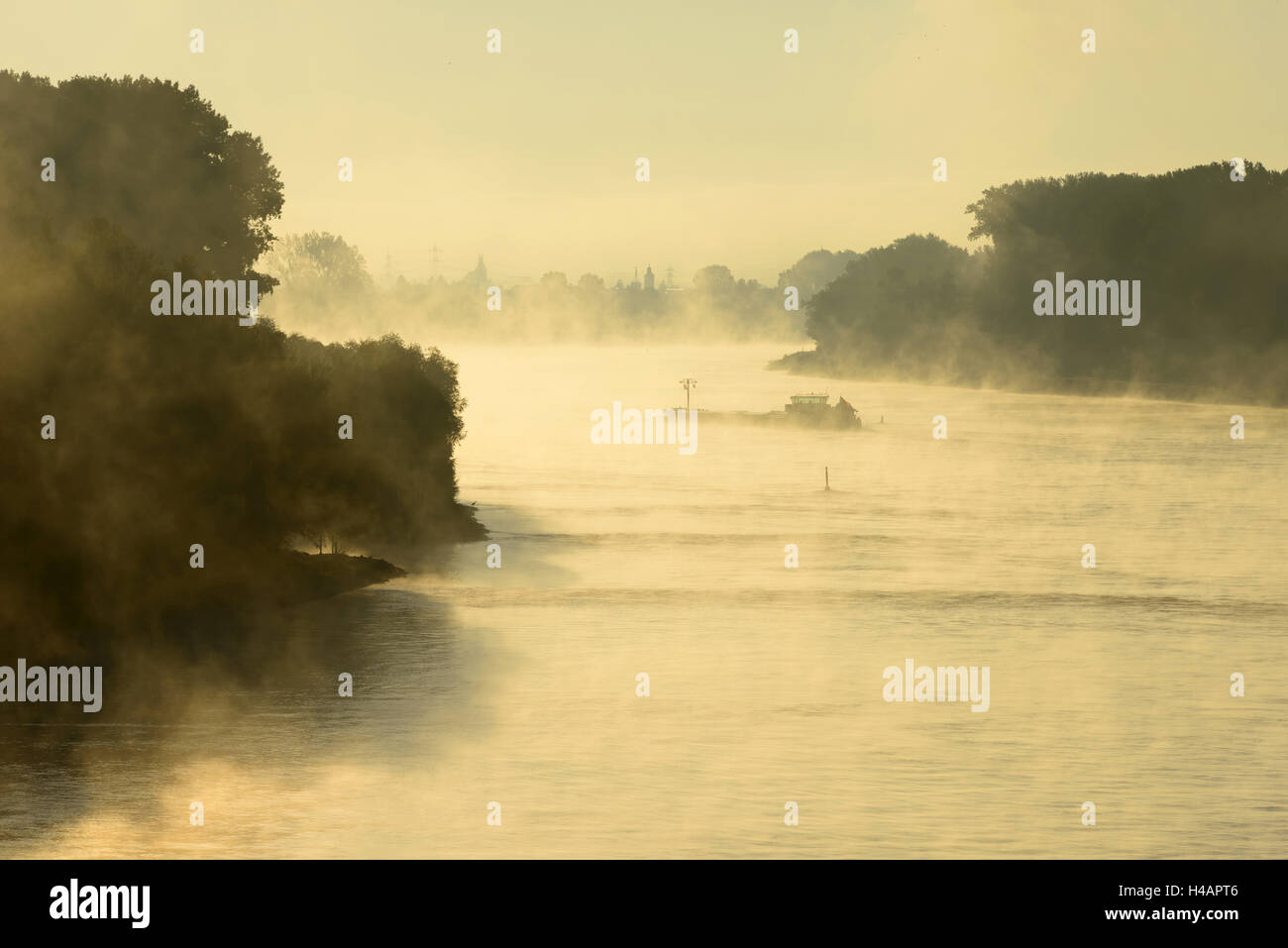 Il Reno, nebbia umore, sunrise, Speyer, Renania-Palatinato, Germania Foto Stock