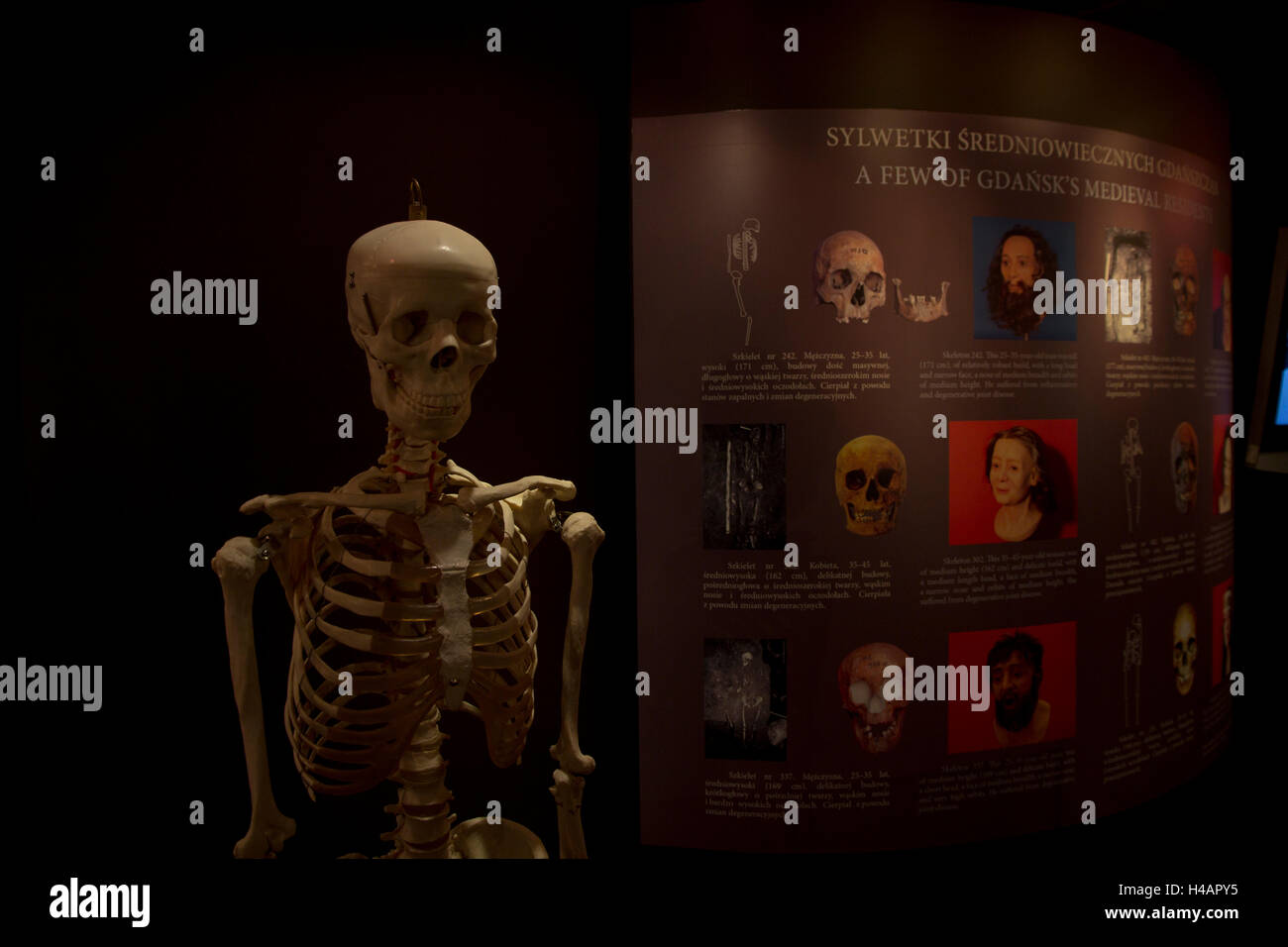 Presenta al Blue Lion archeologico Centro di Istruzione a sottolineare il significato di Danzica come centro tradie nel Medioevo Foto Stock