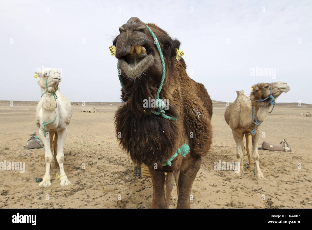 Africa, Marocco, Merzouga Erg Chebbi, Sahara, cammelli pongono, Foto Stock
