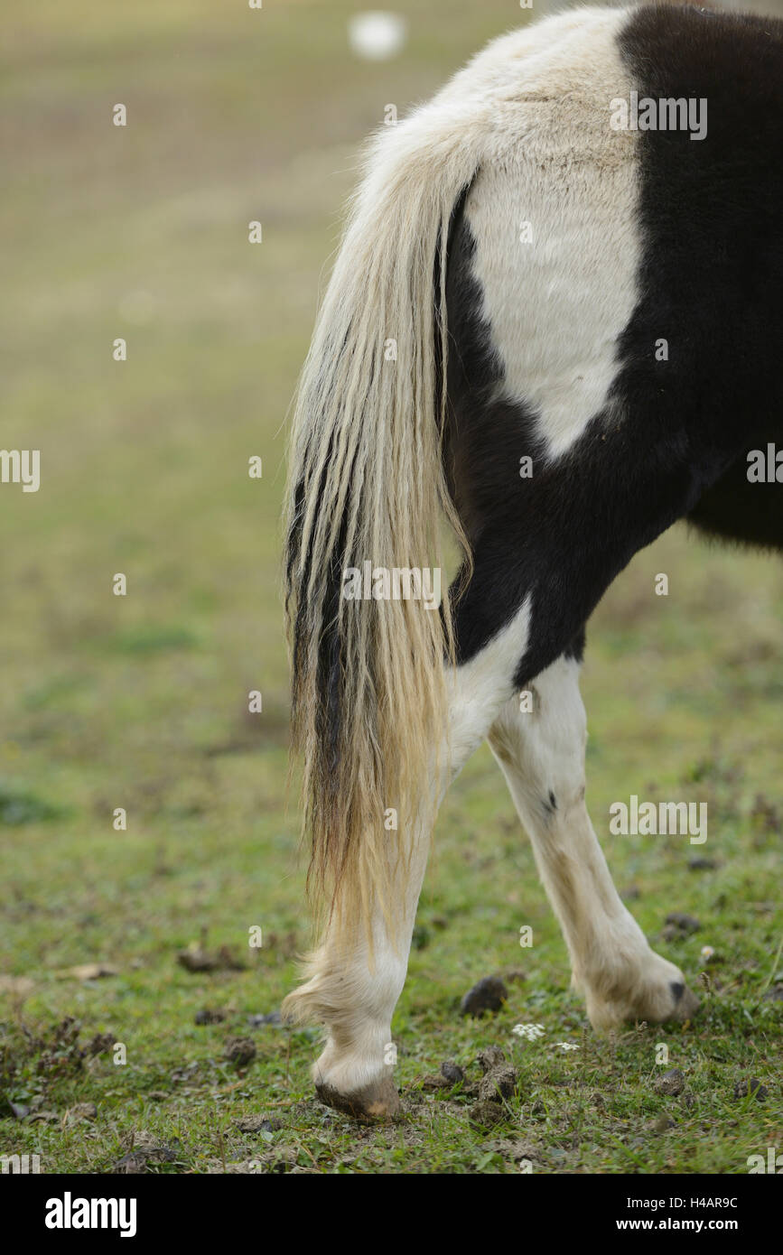 La Shetland pony, dettaglio, retro, di coda e di lato, Foto Stock La Shetland pony, dettaglio, retro, di coda e di lato, Foto Stock
