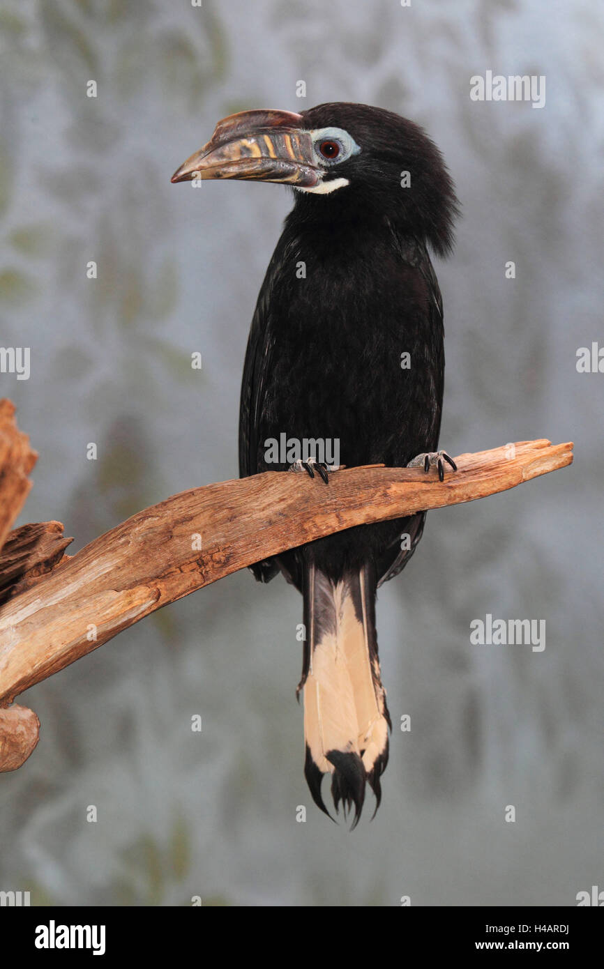 Visayas-Tariktik-Hornvogel, Foto Stock