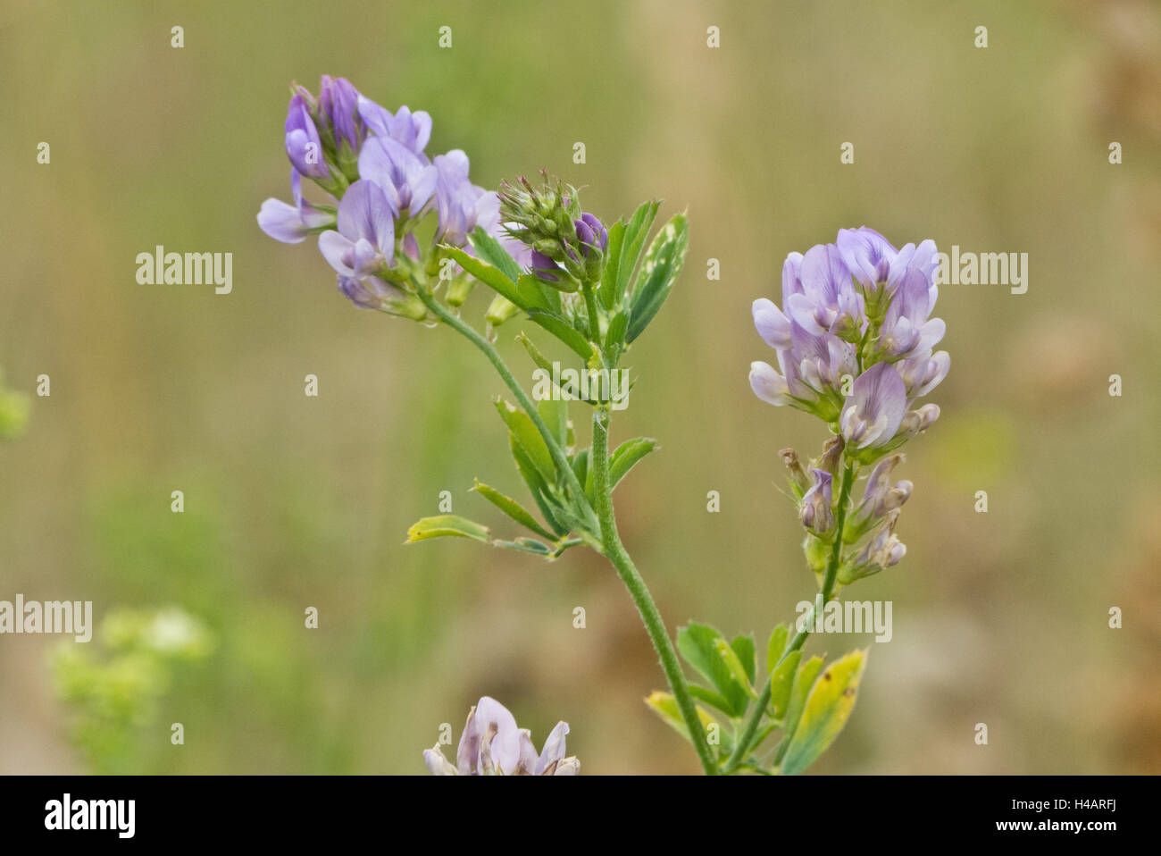 Erba medica, fiorisce, Medicago sativa, Foto Stock