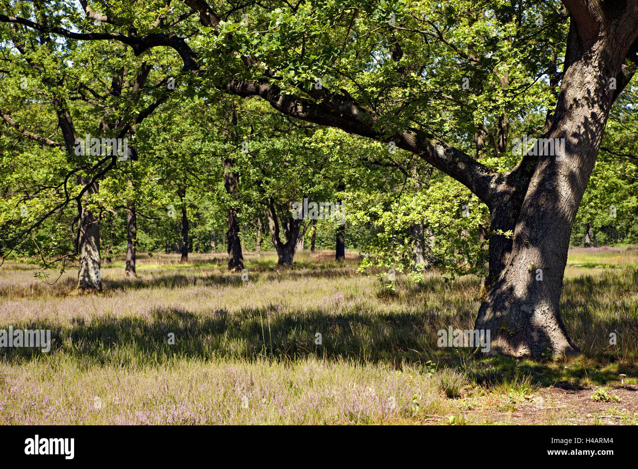 Park, albero, erba, idillio, Foto Stock