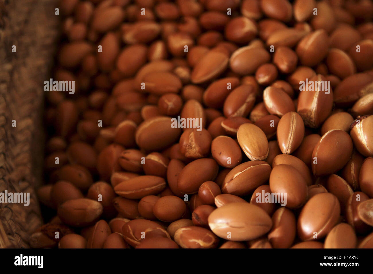 Africa, Marocco, Atlante, olio di argan produzione, frutti, close-up, Foto Stock