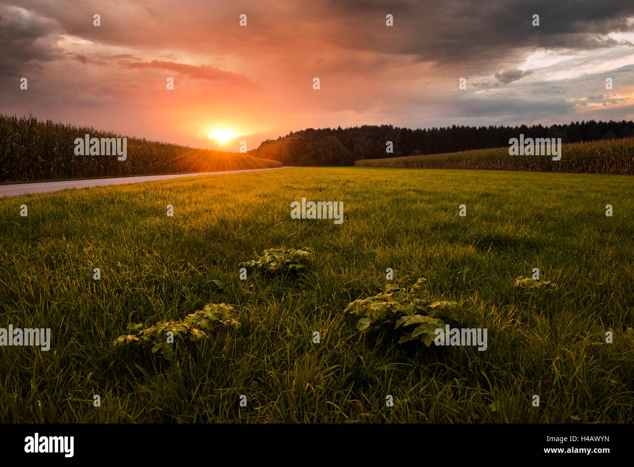 In Germania, in Baviera, Lech, Wertach, Campo, Prato, legno, mais, autunno, luce, umore, il purgatorio, sun, luce posteriore, rurale, paesaggi, Foto Stock