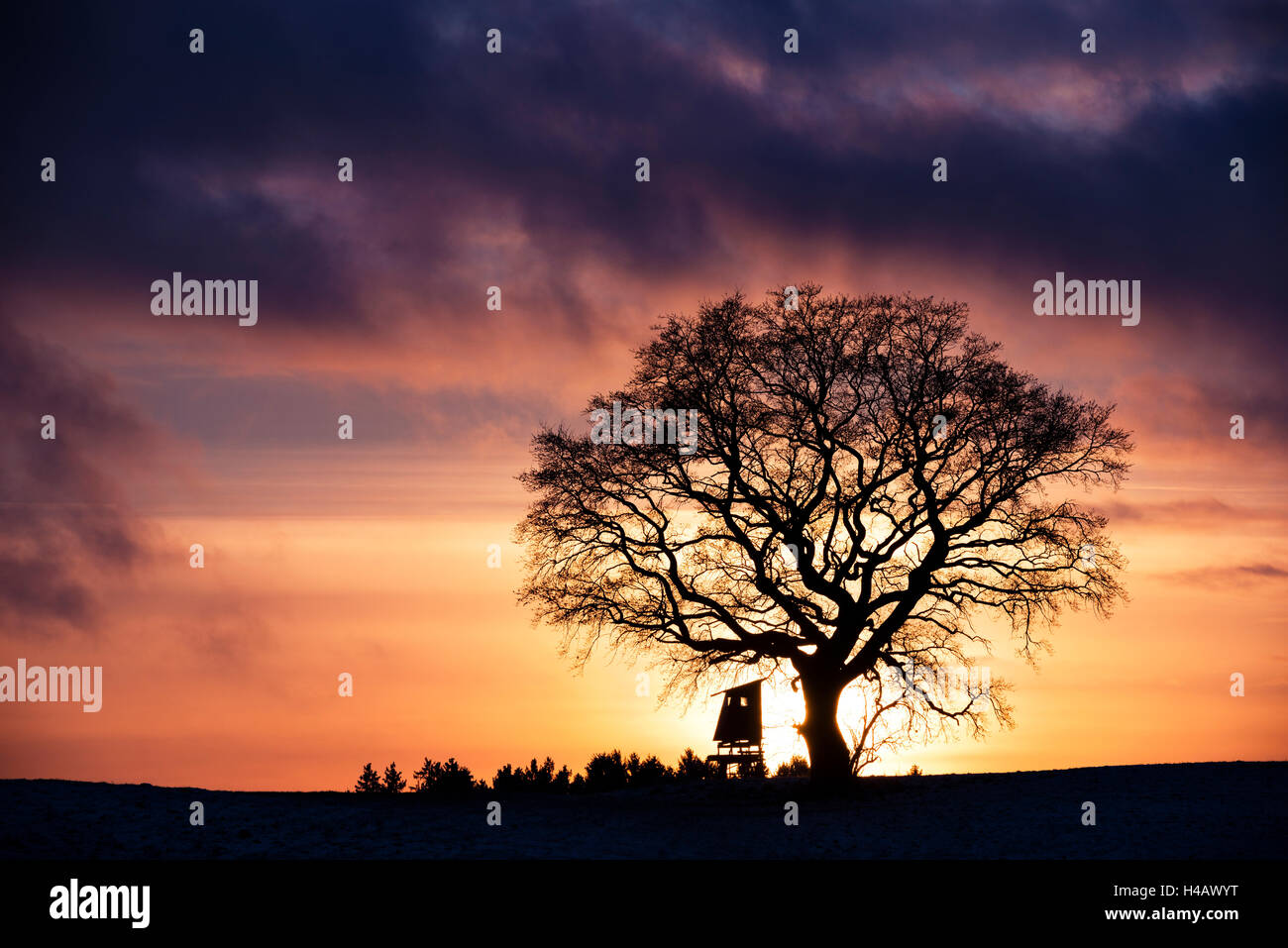 In Germania, in Baviera, contea di Augusta, Augsburg Western boschi parco naturale, arbusti, tramonto, silhouette, alberi, distintivo da soli, deerstand, nuvole, luce, umore, colore, panorama Foto Stock