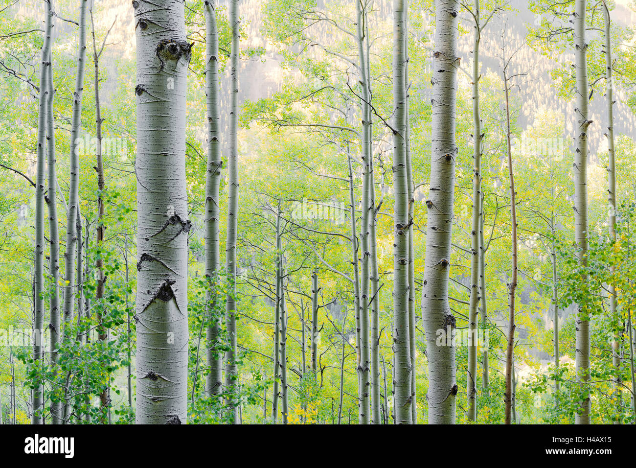 Stati Uniti d'America, America, Colorado, Aspen, betulle, foresta, alberi, verde, giallo Foto Stock