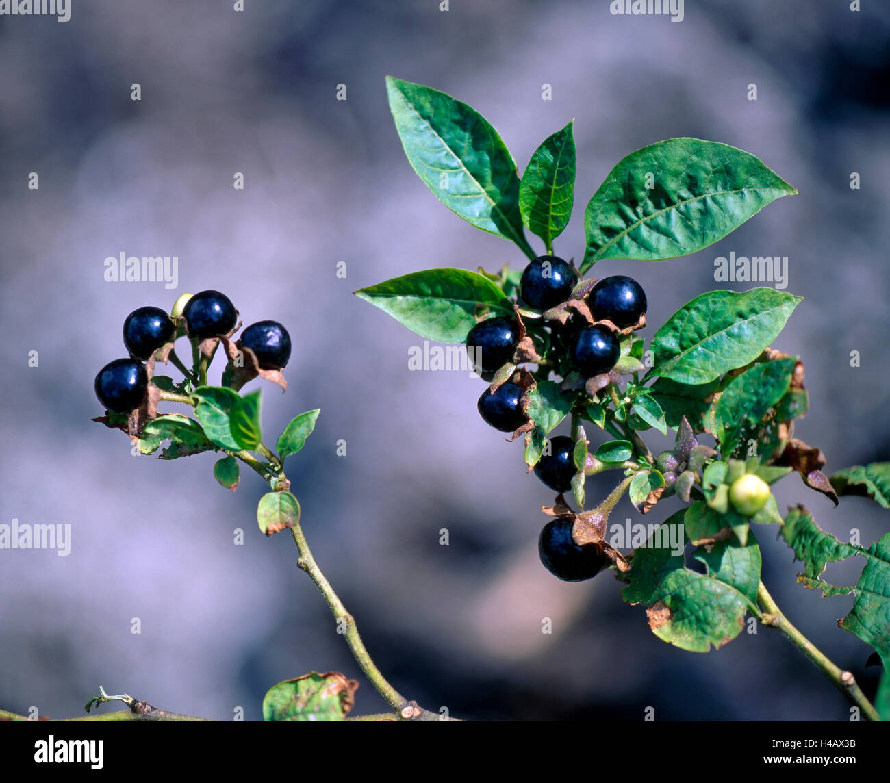 Tossico di bacche nere della belladonna, noto anche come banewort e dwale, un antico velenoso e pianta medicinale Foto Stock