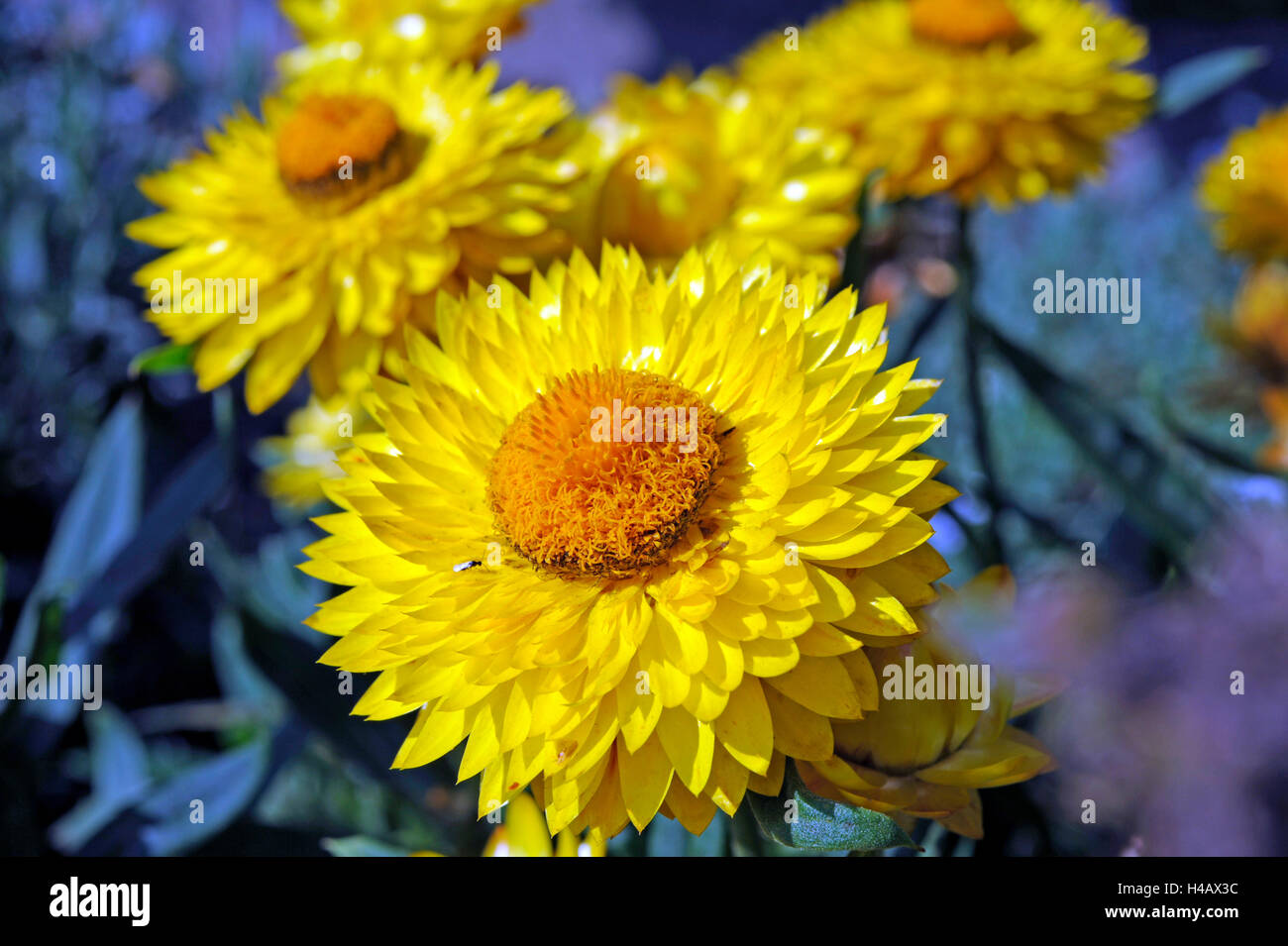 Fiori di paglia, giallo oro le teste dei fiori Foto Stock