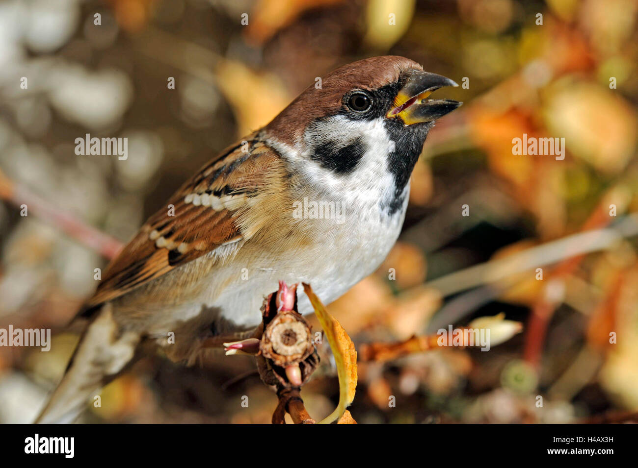 Tree sparrow, Passer montanus, appollaiate davanti autumnally fogliame colorato di una scalata ortensie in giardino, maschio e femmina hanno piumaggio identici Foto Stock