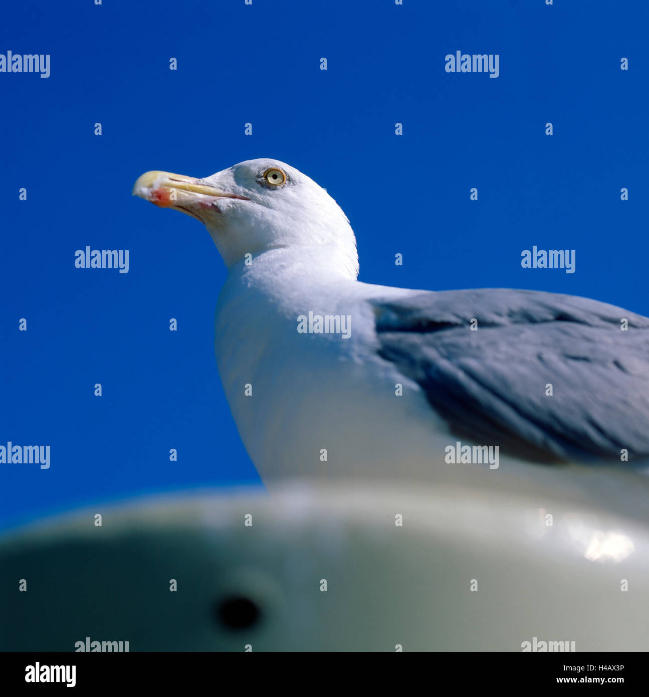 Aringa europea gabbiano in piedi su un paralume sul lungomare di Warnemünde Foto Stock