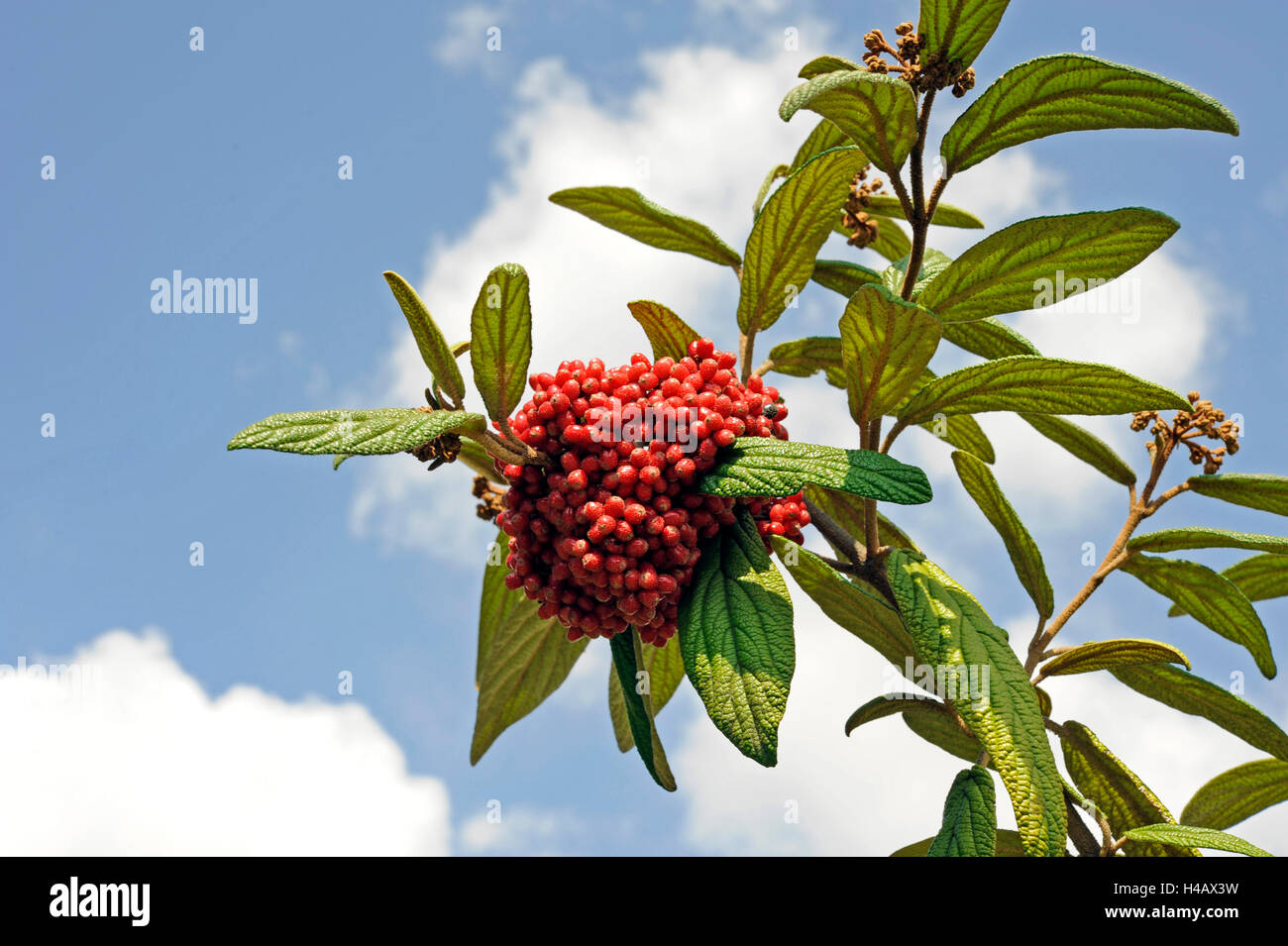 La frutta rossa del leatherleaf pallon di maggio, Viburnum rhytidophyllum, colorazione nero più tardi Foto Stock