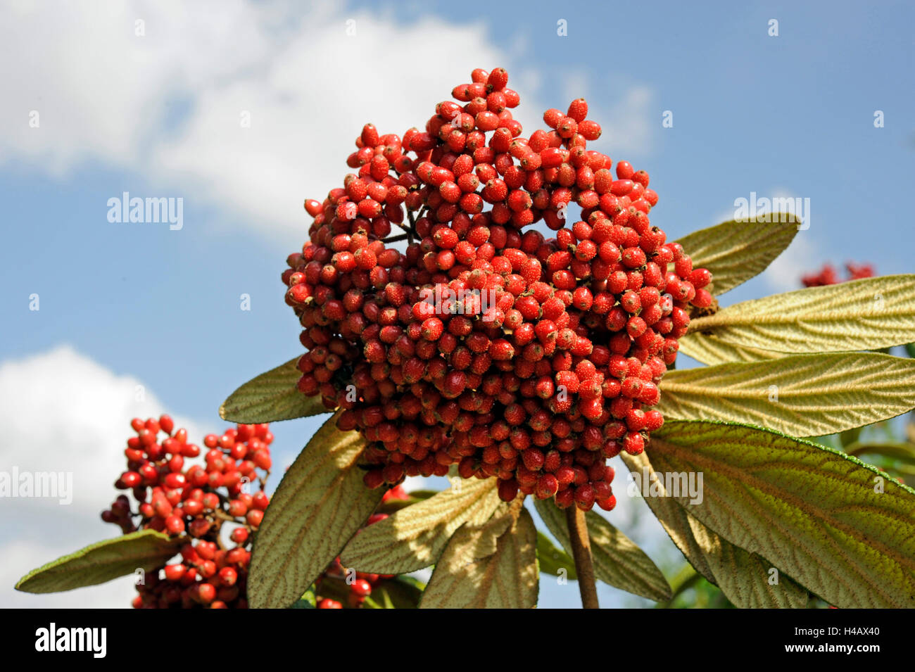 La frutta rossa del leatherleaf pallon di maggio, Viburnum rhytidophyllum, colorazione nero più tardi Foto Stock