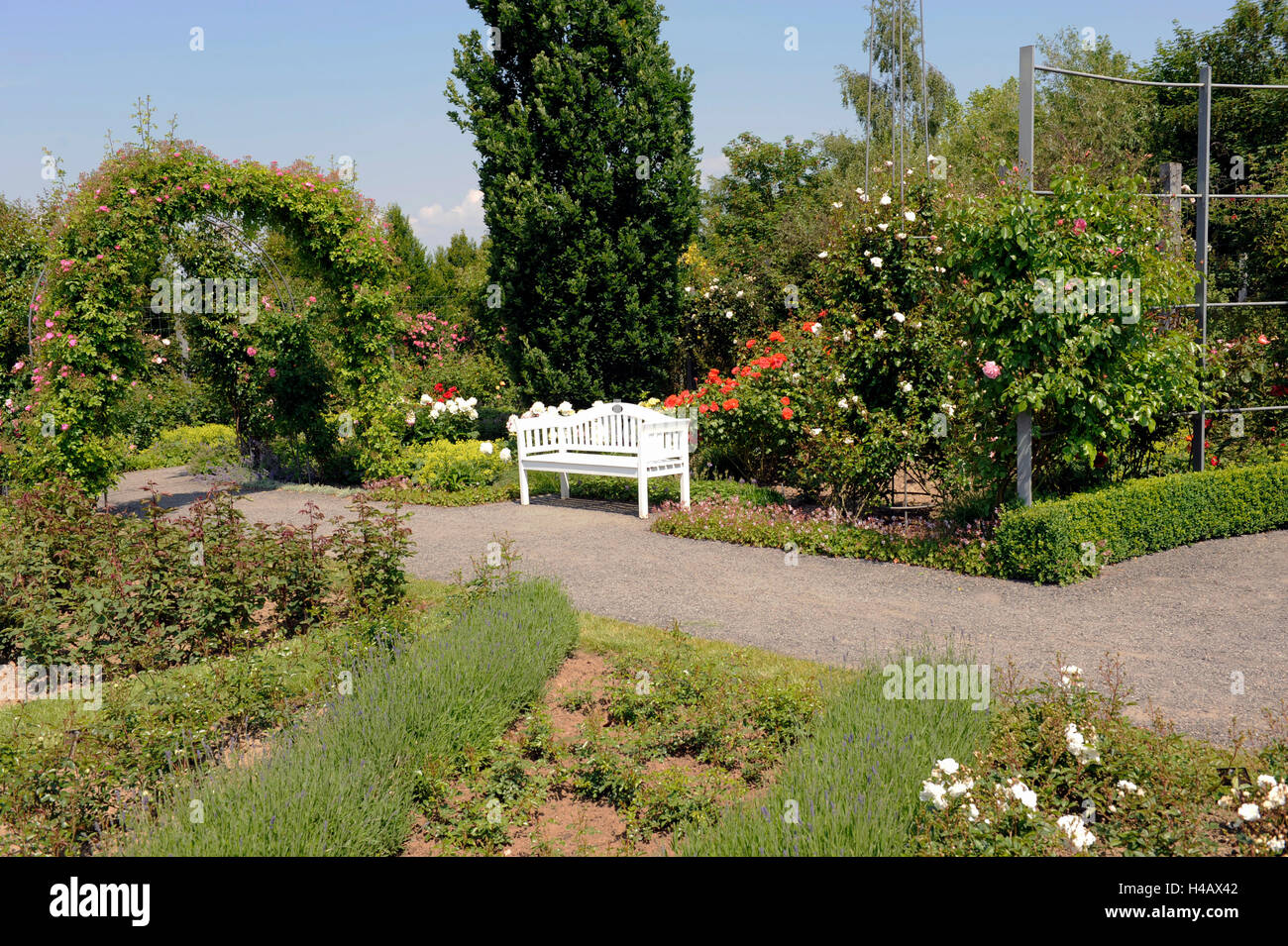 White panchina da giardino in il sentiero di ghiaia nella parte anteriore della fioritura di cespugli di rose e peonie Foto Stock