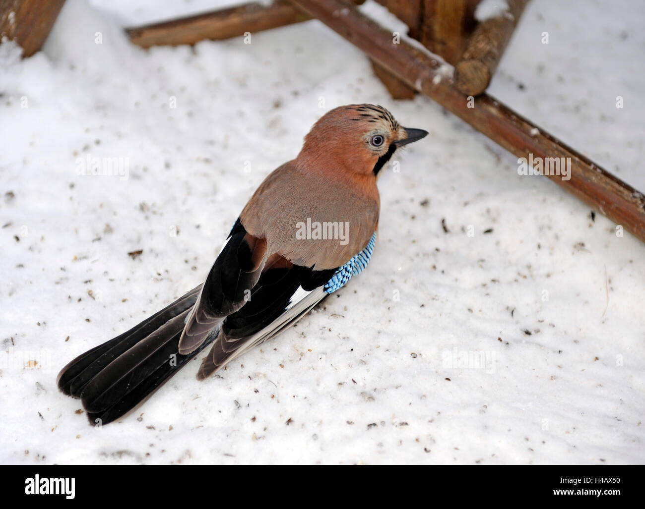Jay a casa degli uccelli nel giardino di inverno Foto Stock