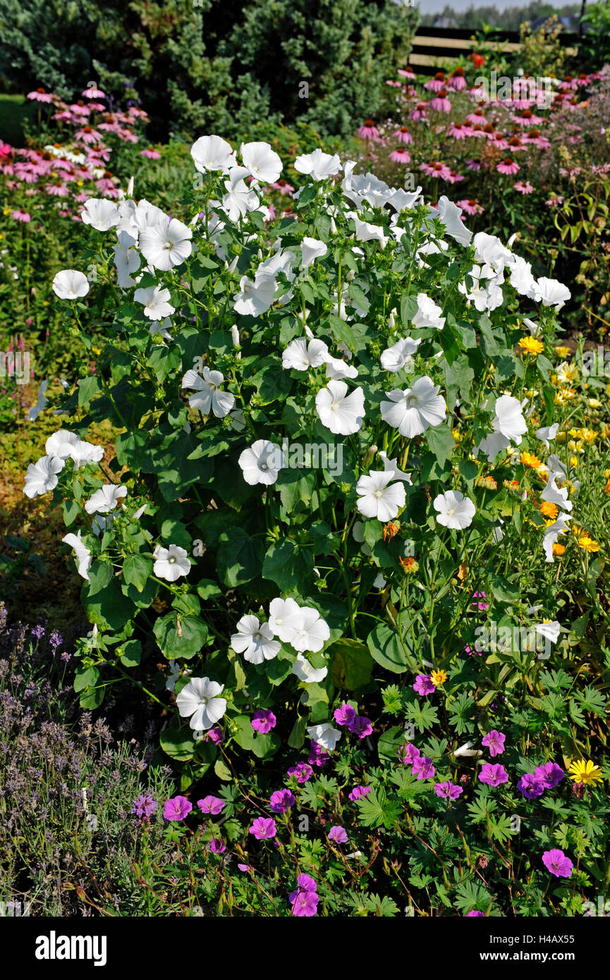 Bianco albero fioritura malva rosa o malva della varietà Montblanc nella summery Garden cottage Foto Stock