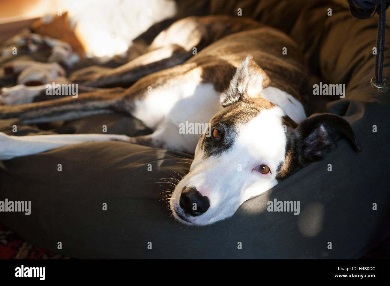 Cane che giace nel letto del cane Foto Stock
