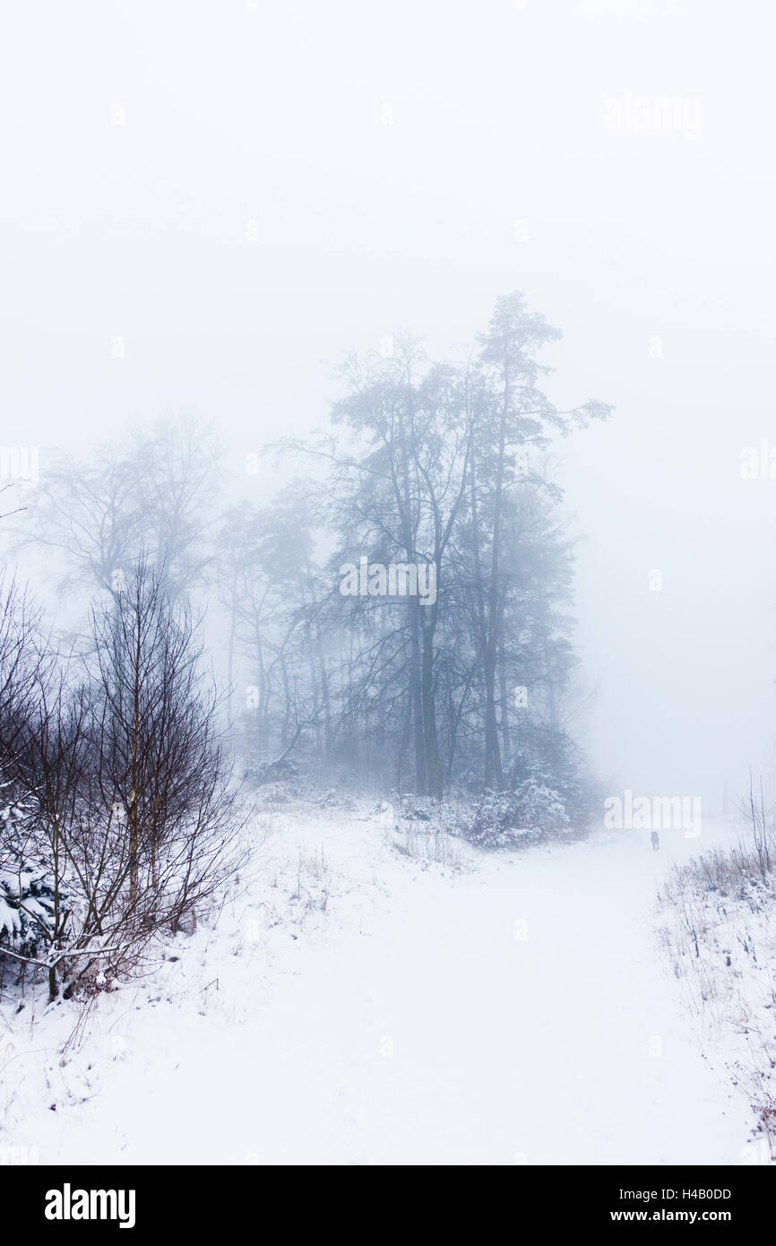 Cane, modo, nebbia, inverno, Foto Stock