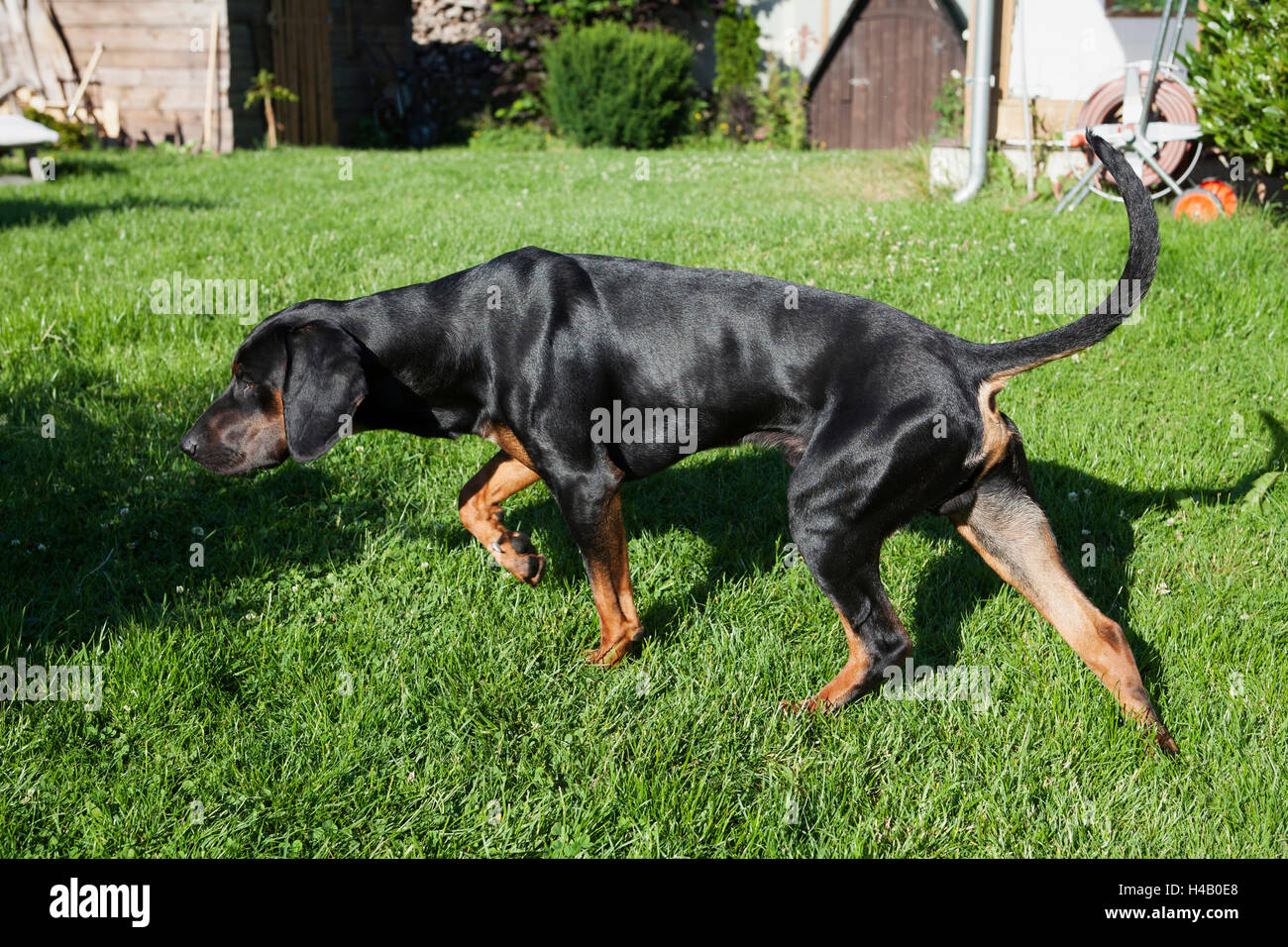 Cane nero maleodoranti in giardino, ricerca, traccia Foto Stock