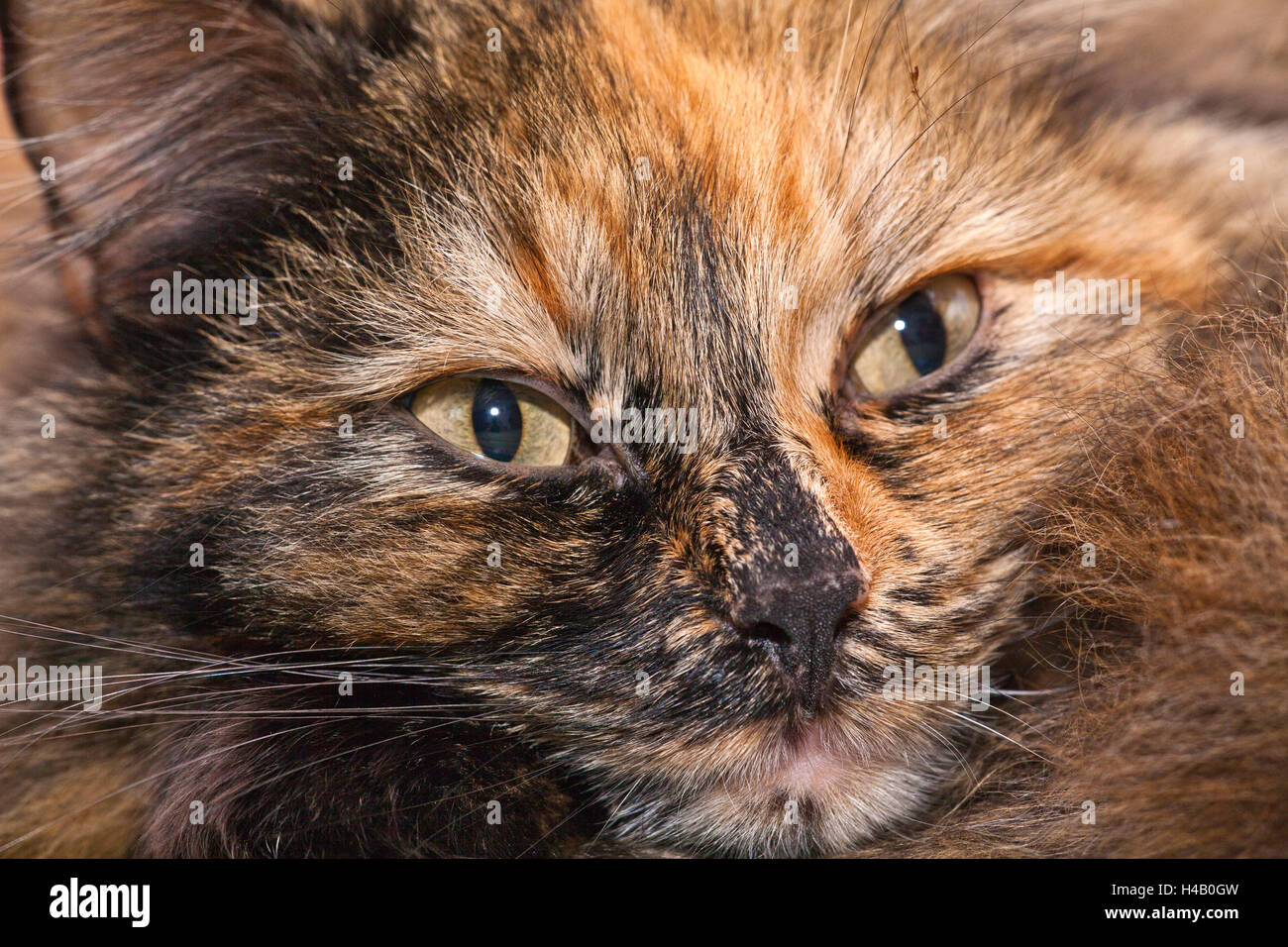 Ritratto di un gatto con golden brown fur Foto Stock