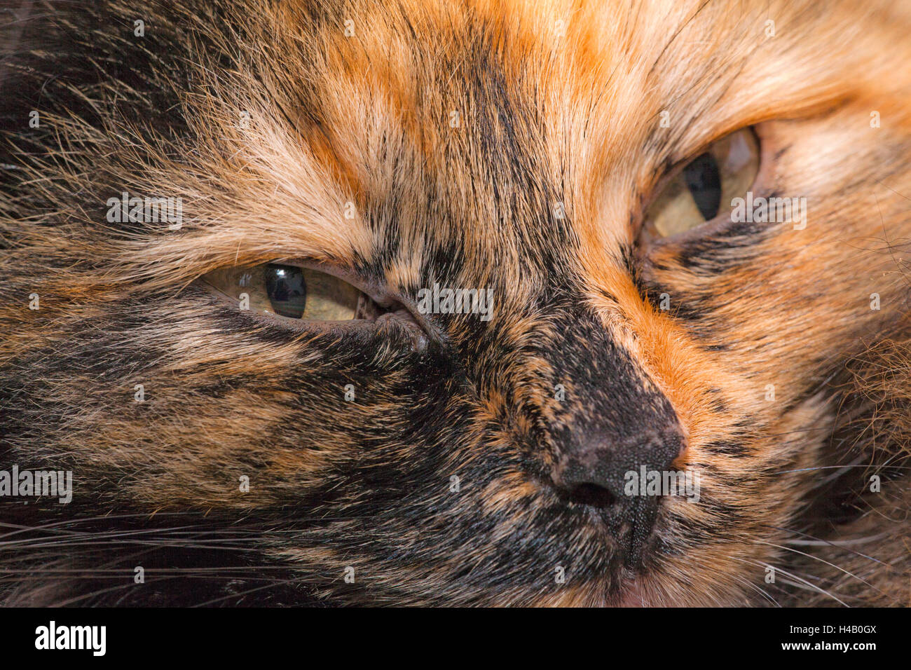 Ritratto di un gatto con golden brown fur Foto Stock