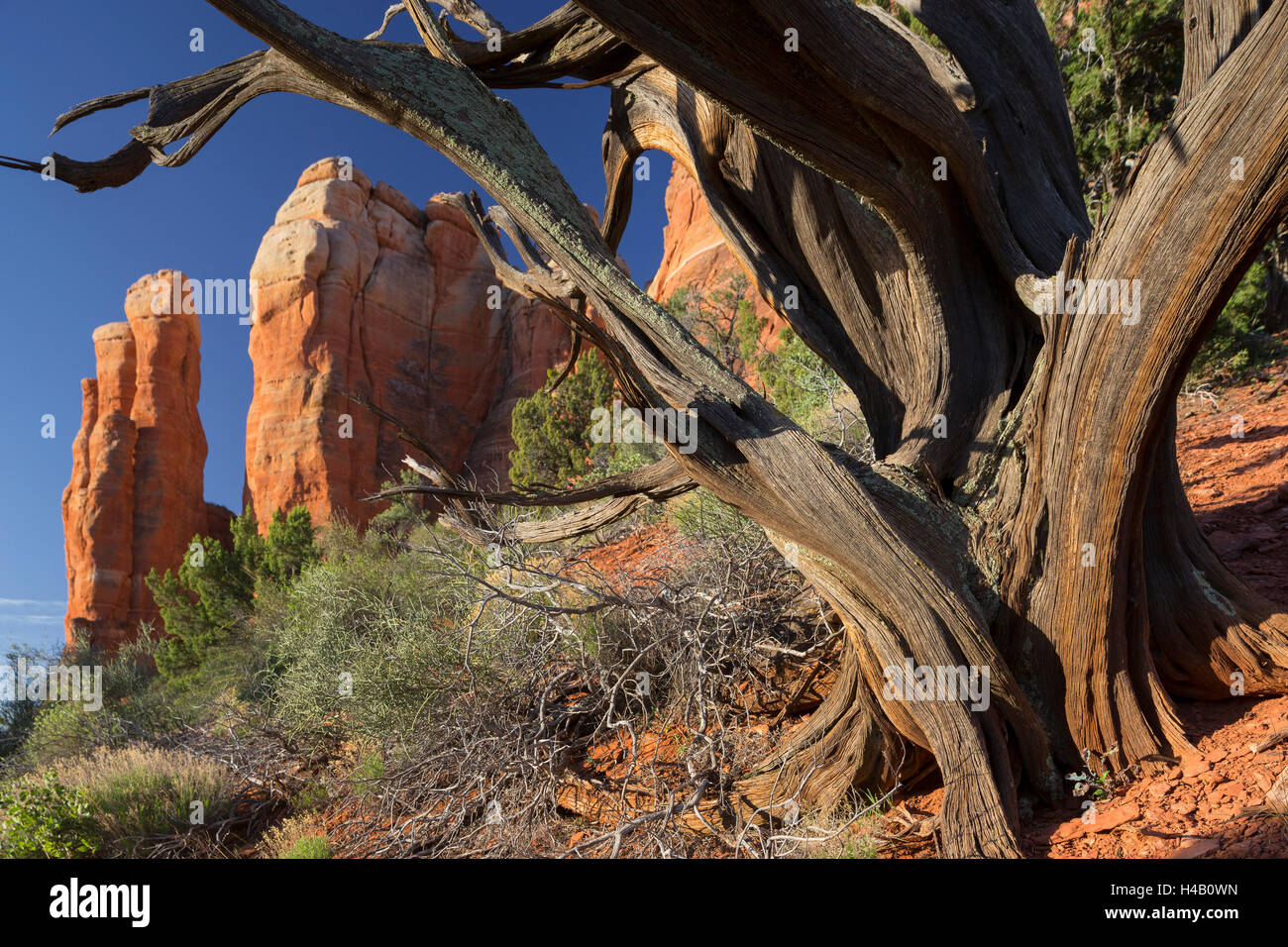 Cattedrale Rock, Sedona, in Arizona, Stati Uniti d'America Foto Stock