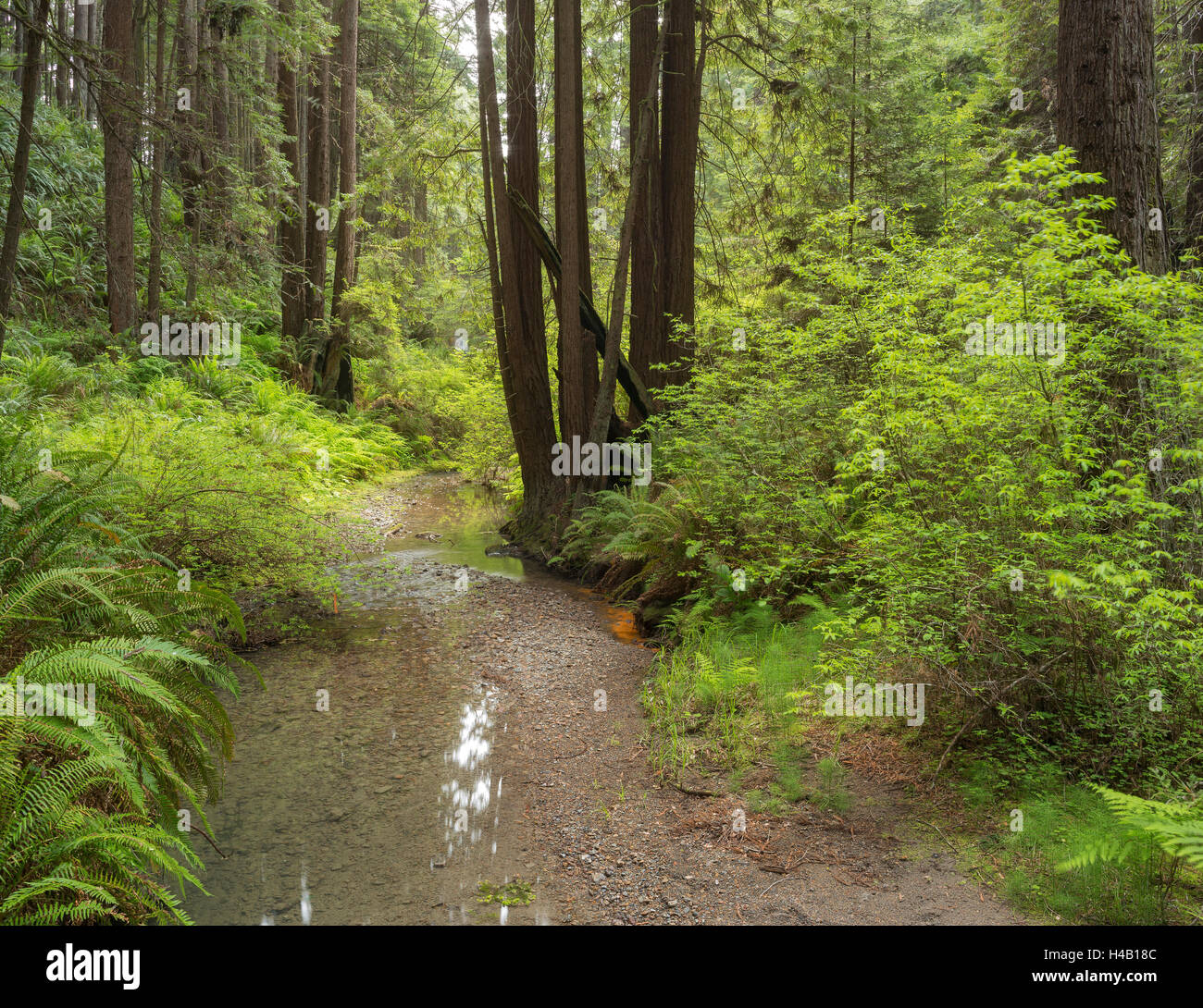 Redwood, Stochoff Creek, Stillwater Cove Parco Regionale, Sonoma Coast, CALIFORNIA, STATI UNITI D'AMERICA Foto Stock