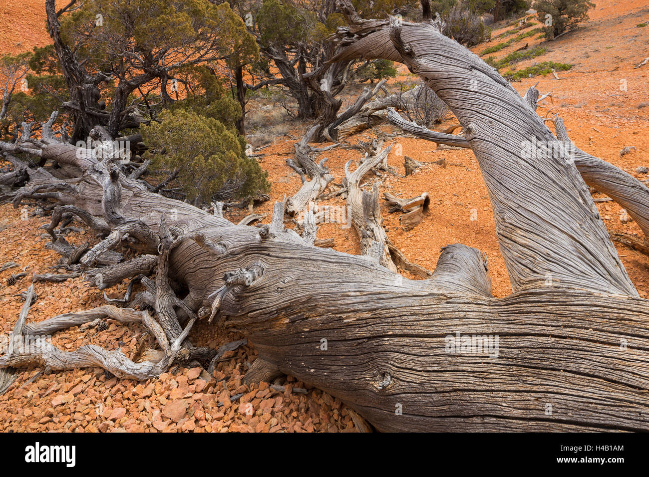 Vecchi alberi, Rosso Canyon dello Utah, Stati Uniti d'America Foto Stock