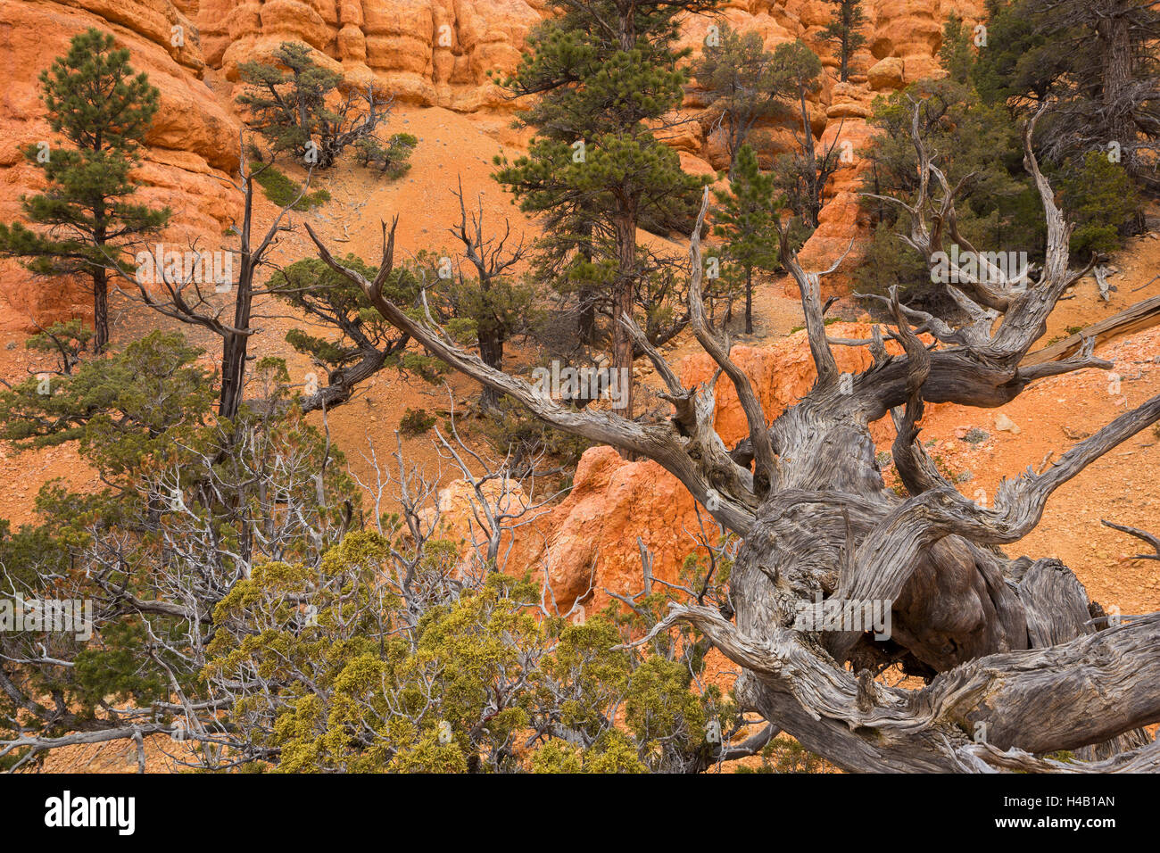 Vecchi alberi, Rosso Canyon dello Utah, Stati Uniti d'America Foto Stock