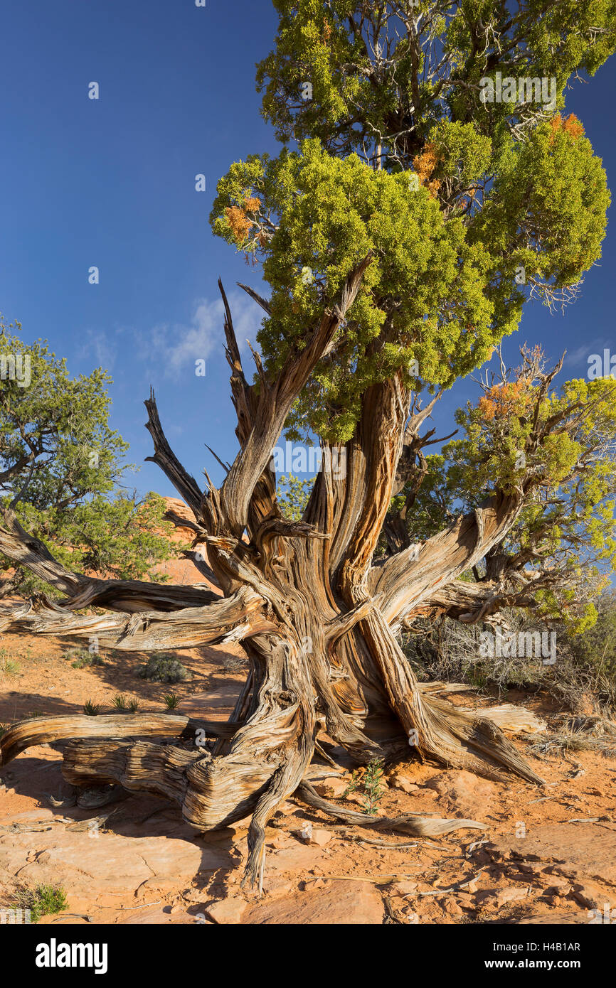 Vecchio Utah ginepro (Juniperus osteosperma), il Parco Nazionale di Canyonlands, Moab, Utah, Stati Uniti d'America Foto Stock