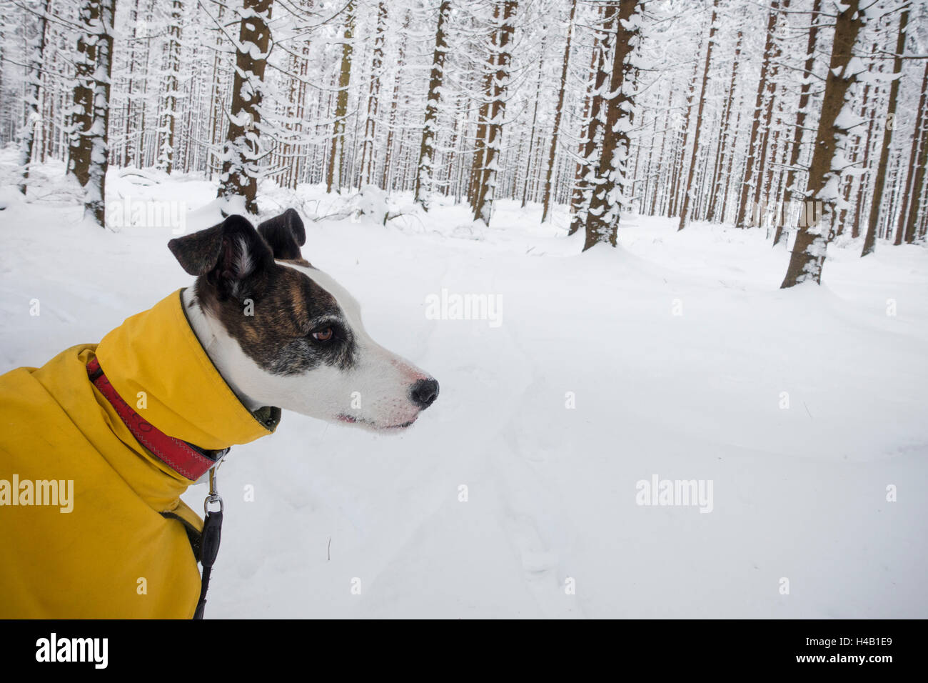Cane in giacca invernale sulla neve Foto Stock