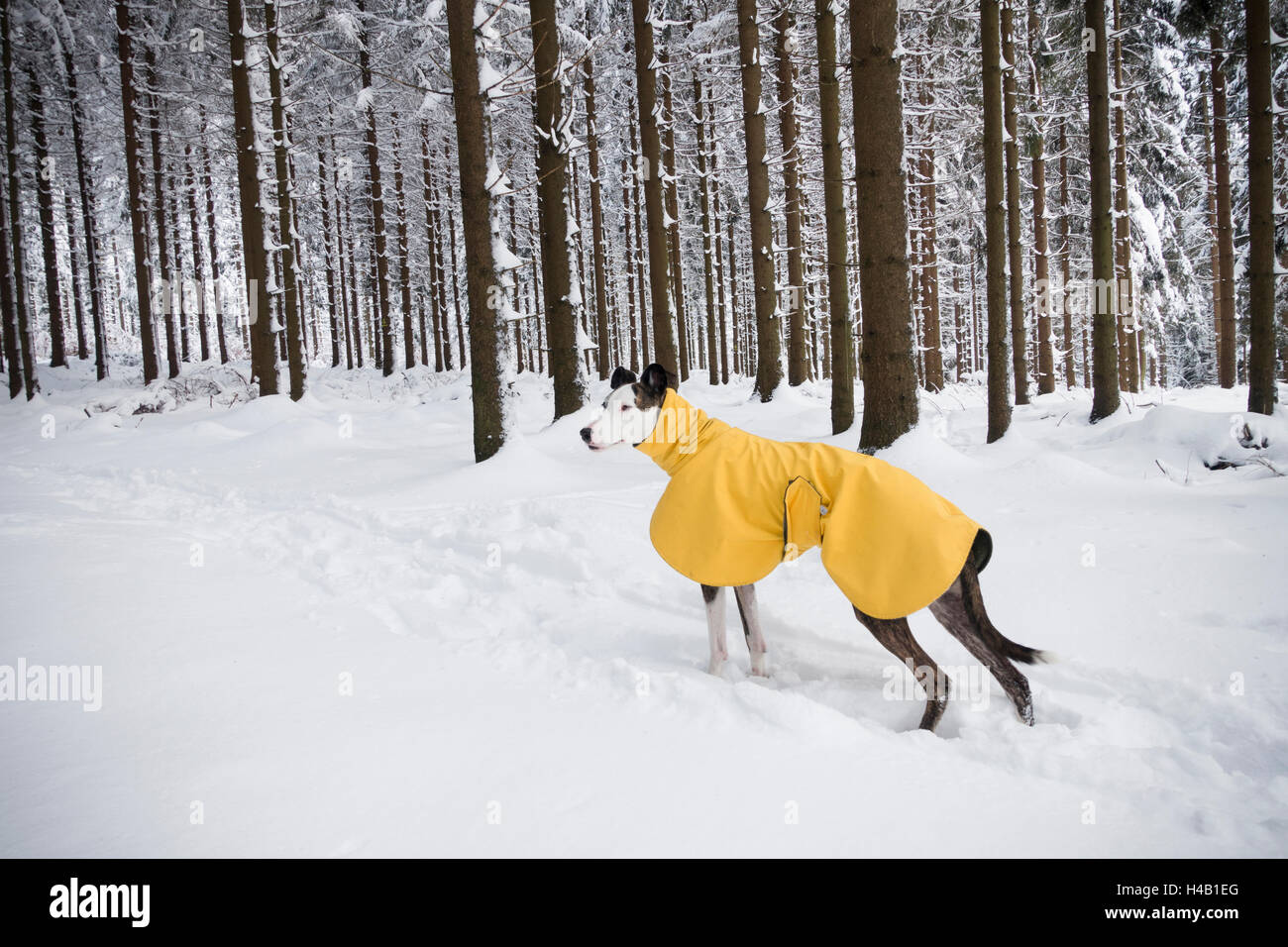 Cane in giacca invernale sulla neve Foto Stock