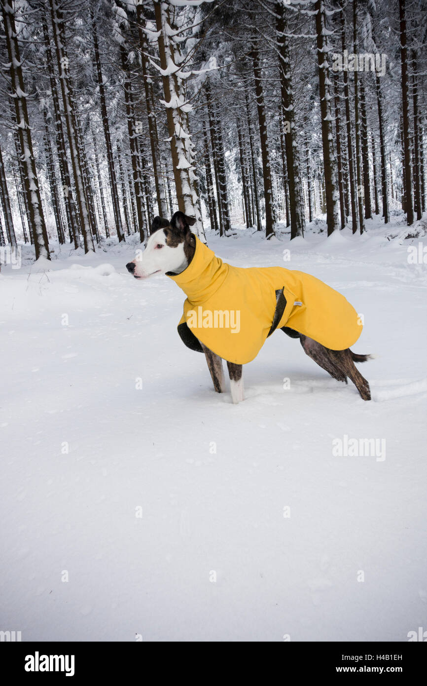 Cane in giacca invernale sulla neve Foto Stock