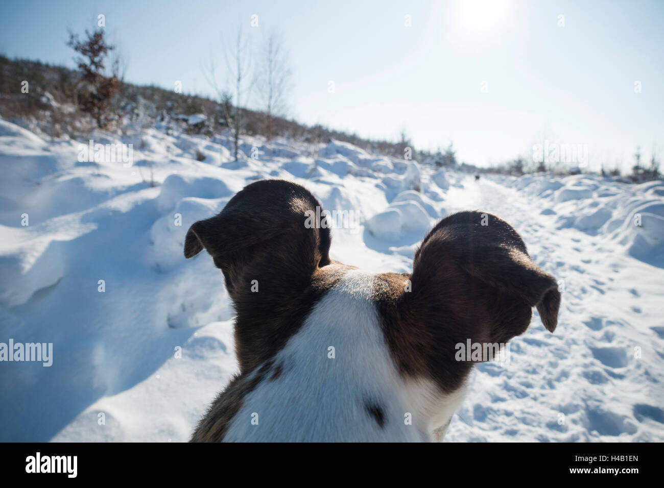 Testa di cane dal retro nel paesaggio invernale Foto Stock