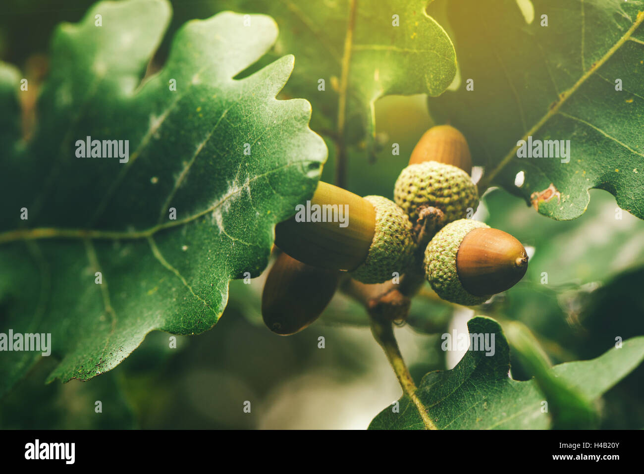 Oak tree branch acorn dado come bella stagione autunno sfondo, il fuoco selettivo Foto Stock