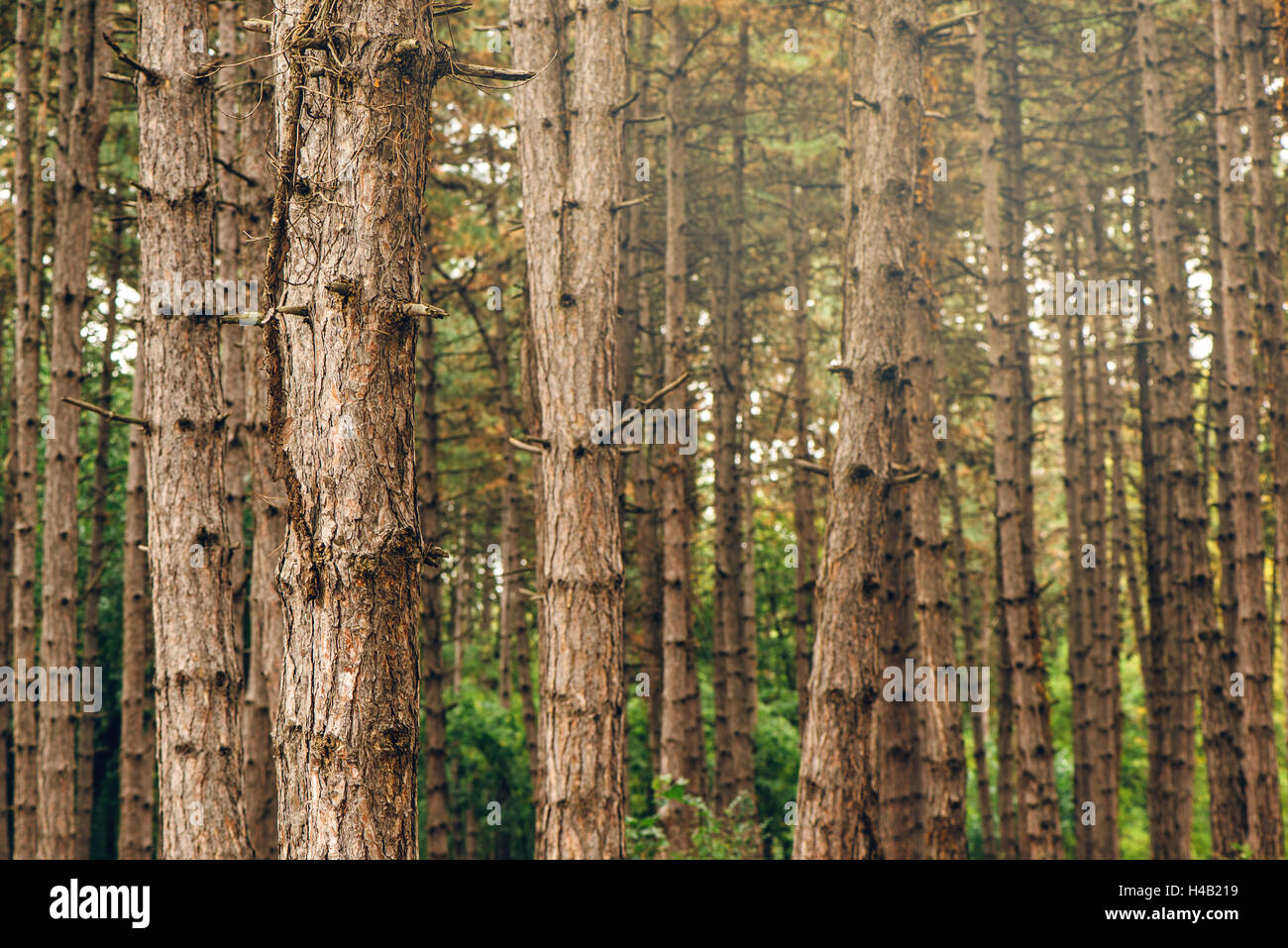 Foresta di alberi di pino in autunno ottobre pomeriggio, alto bosco verticale come un bel paesaggio naturale sfondo Foto Stock