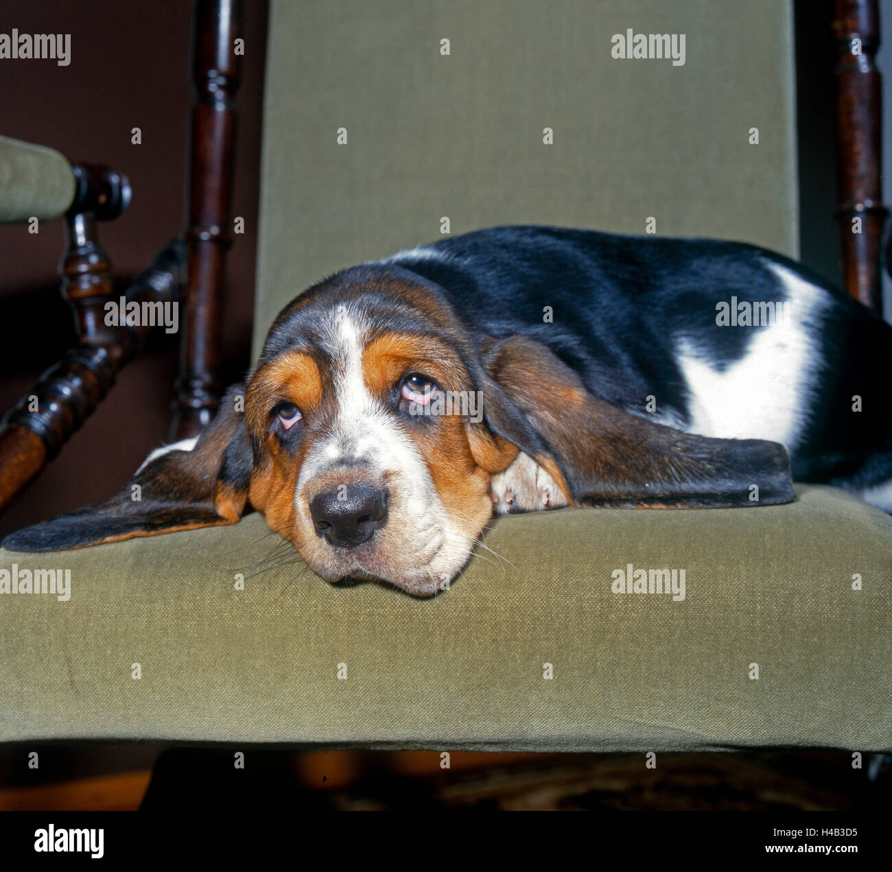 Basset cucciolo, carino, pedigree cane, rilassato riposo, antichi sedia a dondolo Foto Stock