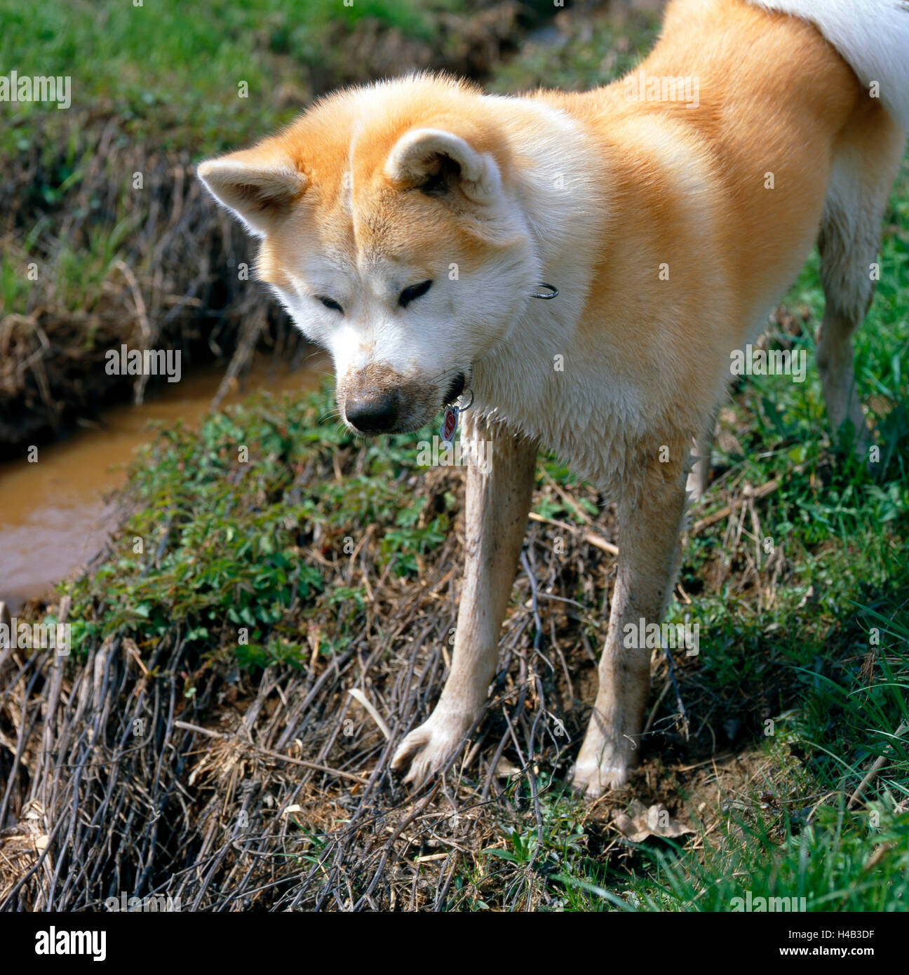 Akita Inu, hound, oggi per la maggior parte cane di famiglia, frugando in corso del flusso Foto Stock