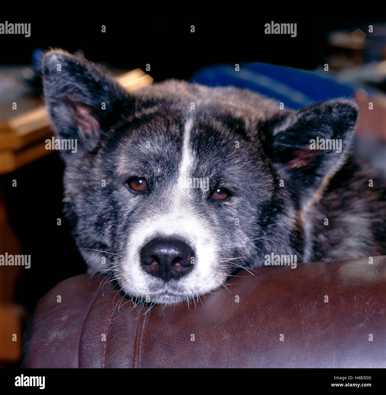 Ritratto, Akita Inu, hound, oggi in gran parte cane di famiglia, sdraiato sul divano in pelle Foto Stock