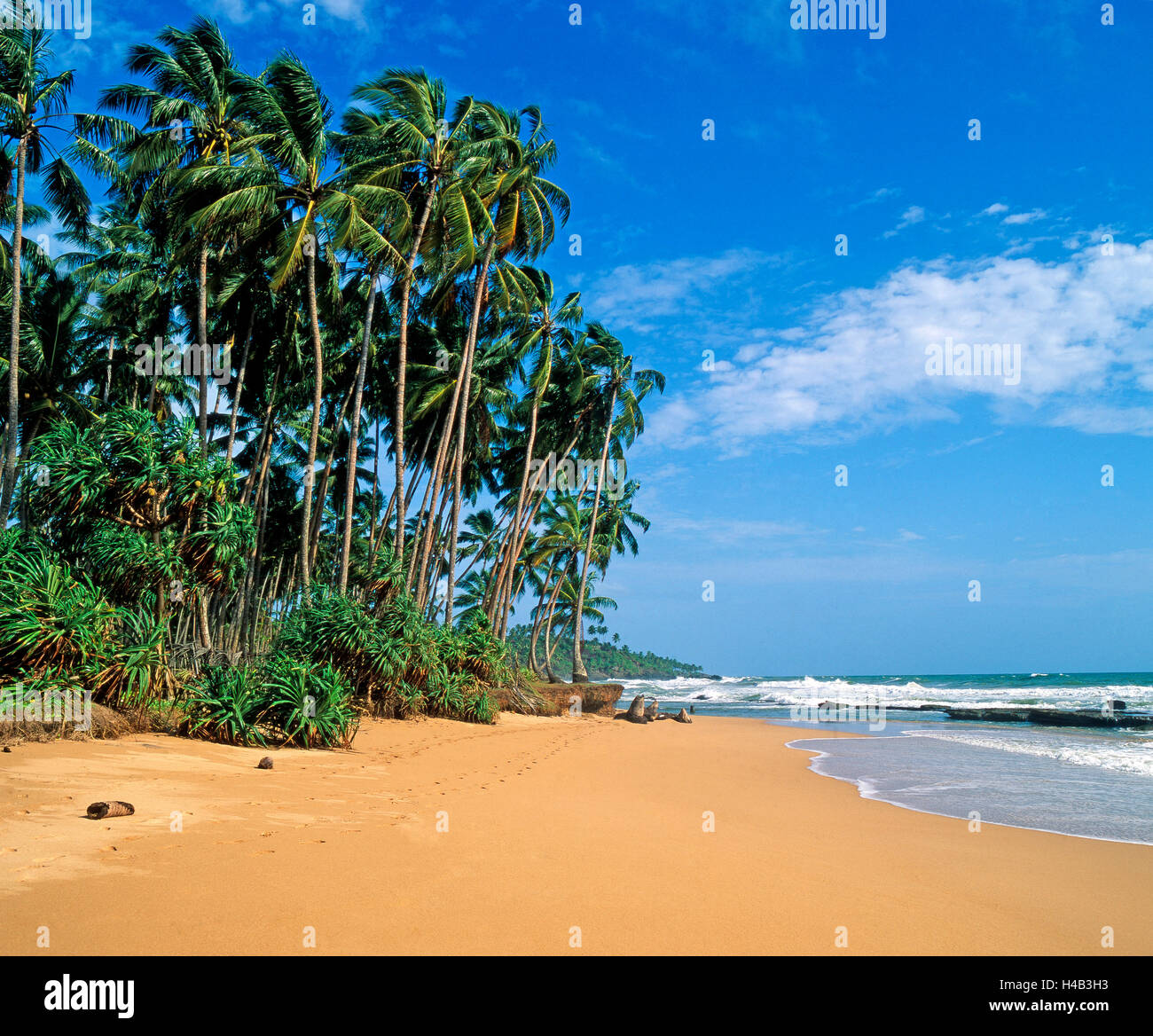 Palm Beach onirico, spiaggia sabbiosa, Oceano Indiano, ancora inesplorata, paradiso delle vacanze Foto Stock