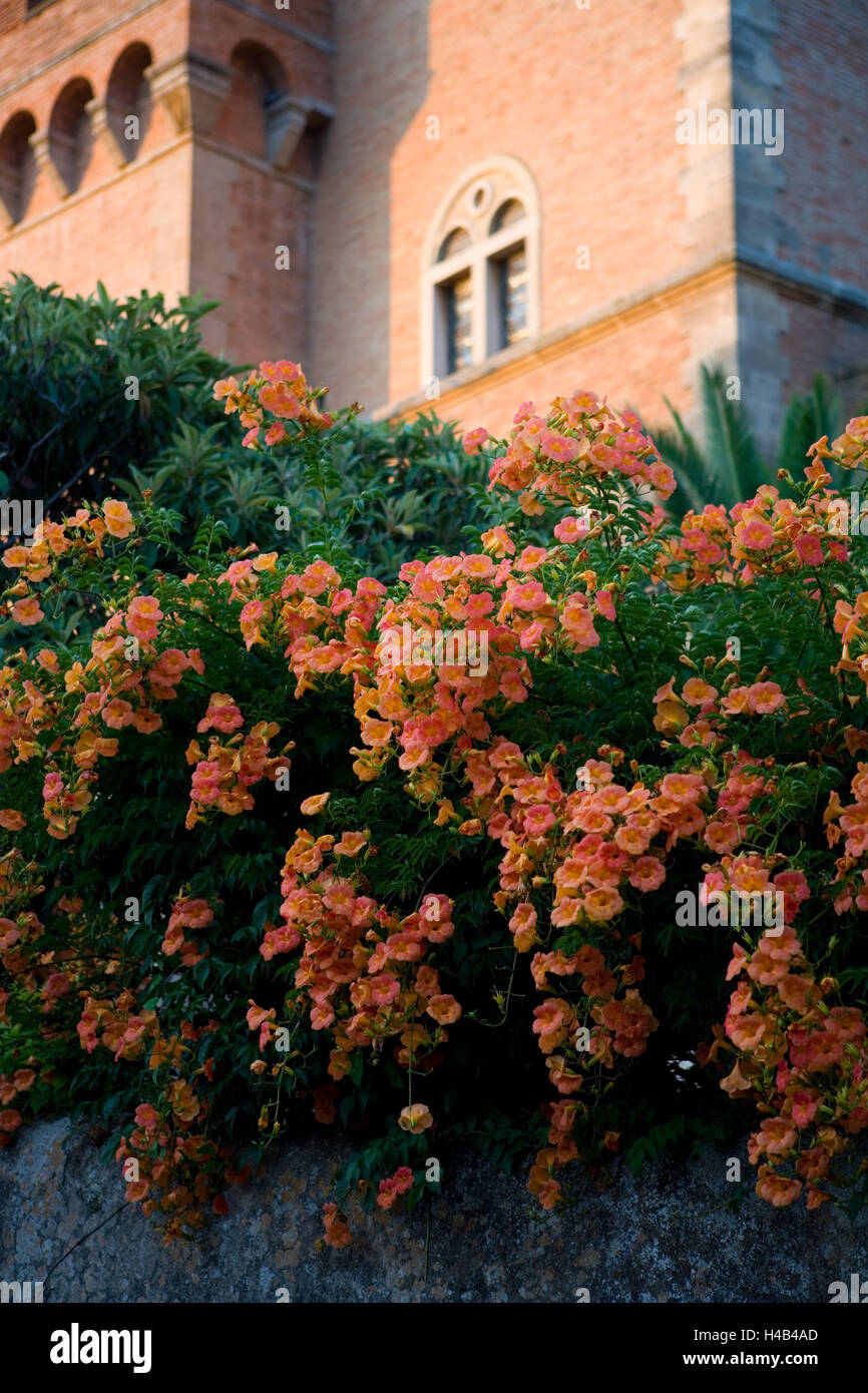 L'Italia, Toscana, Bolgheri, Castello, facciata, dettaglio, arbusti, fiori, Foto Stock