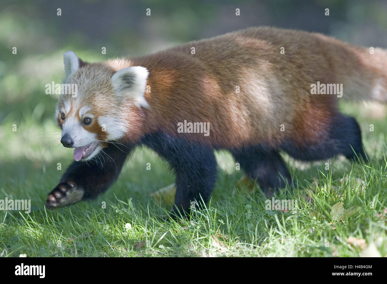 Prato, piccolo panda, Ailurus fulgens, esegui la natura, la fauna animale selvatico, animale mammifero, predator, piccolo orso, gatto orso, pelliccia, ruggine-rosso, lingua, contenitore, zoo, zoo di animali in cattività, Foto Stock