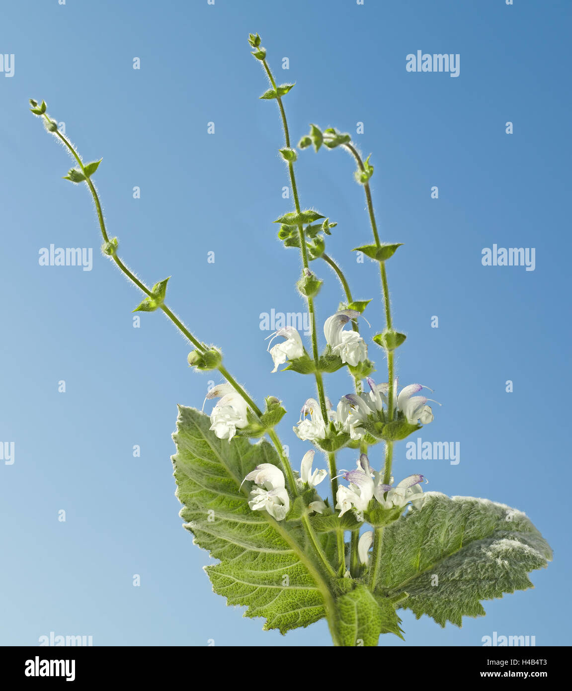 Argento, salvia Salvia argentea, famiglia di menta, area mediterranea, fiori, foglie di close-up, Foto Stock