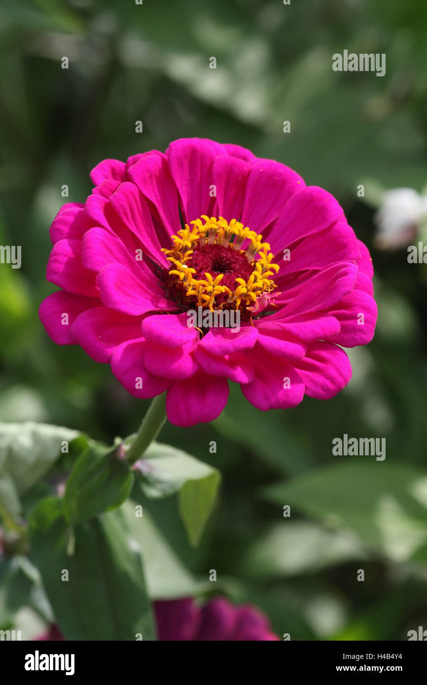 Zinnia 'Royal Purple' Fiore Foto Stock