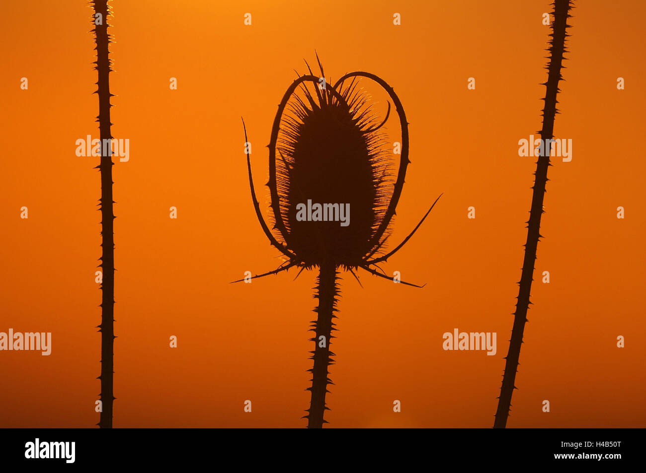 Wild teasel Dipsacus fullonum, tramonto, Foto Stock