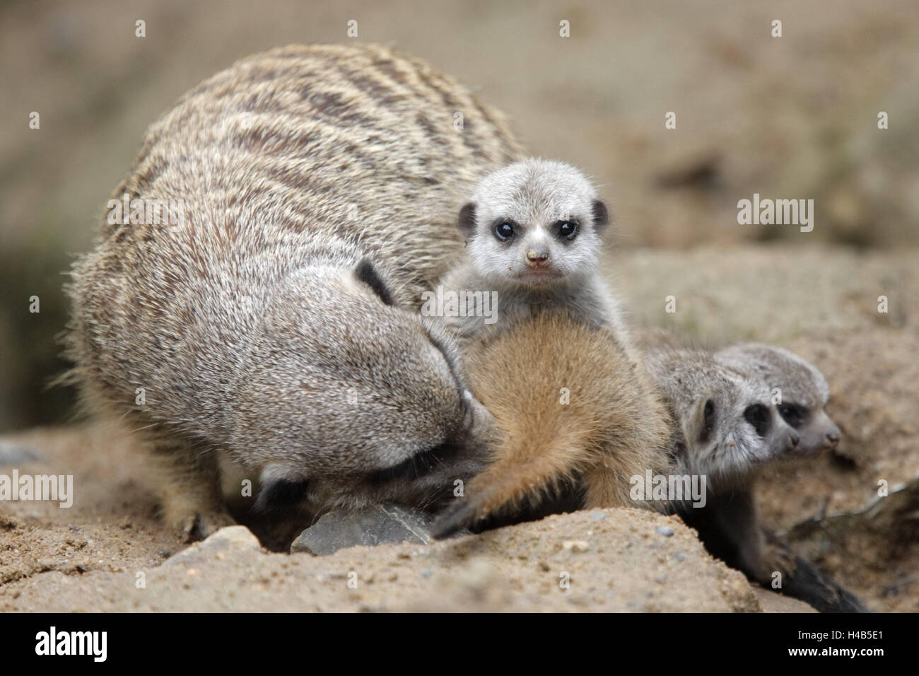 Messa a terra piccoli uomini, Suricata suricatta, madre animale, animali giovani, animali animali selvatici, mammiferi predatori, famiglia di animali, gli animali giovani, giovane generazione, il comportamento sociale, sicurezza, la sutura, animali da zoo, habitat, cattività, Foto Stock