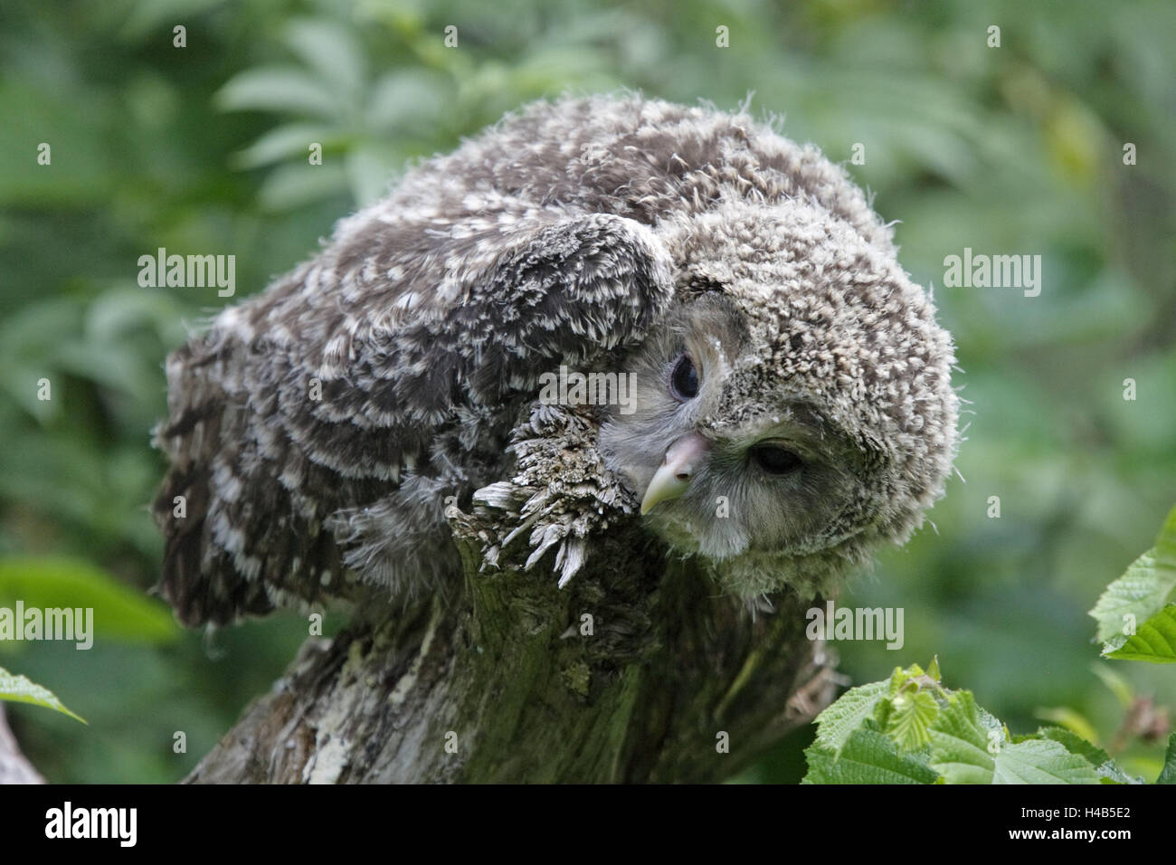 Allocco degli Urali, Strix uralensis, giovane animale, Foto Stock