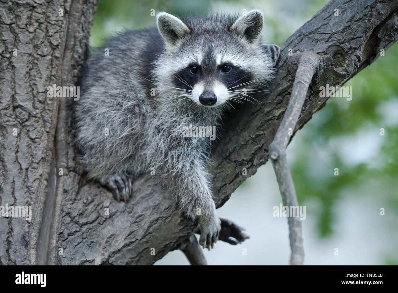 Il ramo, North American racoon, Procione lotor, natura, il mondo animale, la fauna selvatica, deserto, animali selvatici, animale mammifero, predator, piccolo orso, omnivore, graziosamente, di riposo e di tutto il corpo Foto Stock