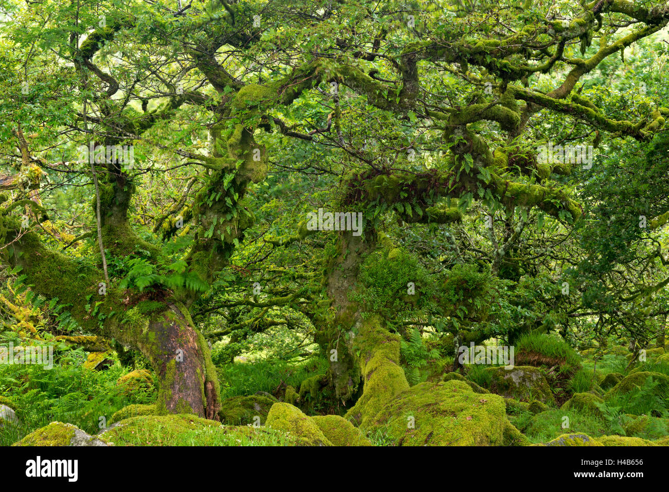 Nodose lichen coperto recedono alberi di quercia che cresce in Wistman il legno, il Parco Nazionale di Dartmoor, Devon, Inghilterra. Foto Stock