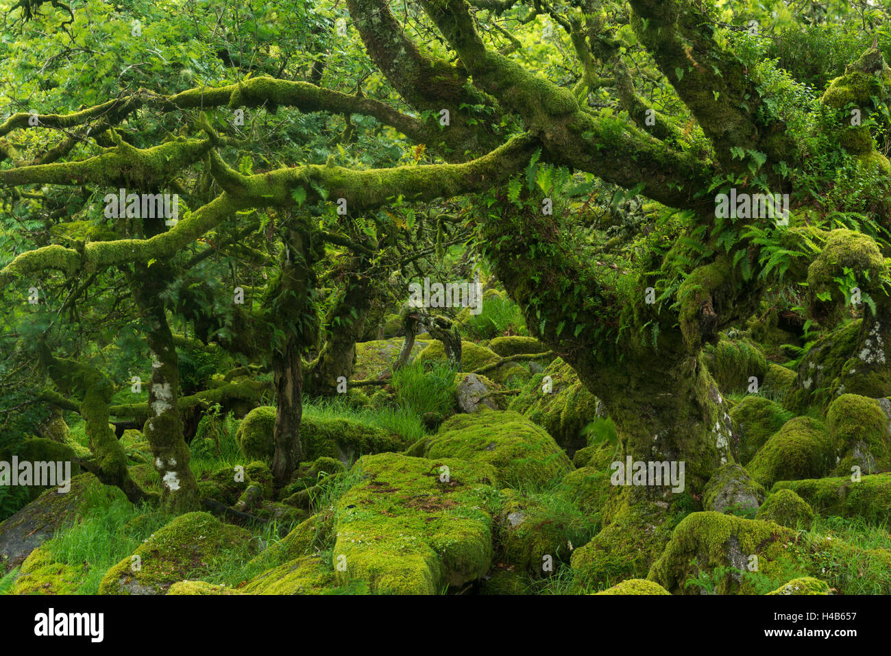 Il misterioso Wistman il legno, un antico recedono pedunculate bosco di querce alta sul Dartmoor brughiera, Parco Nazionale di Dartmoor Foto Stock